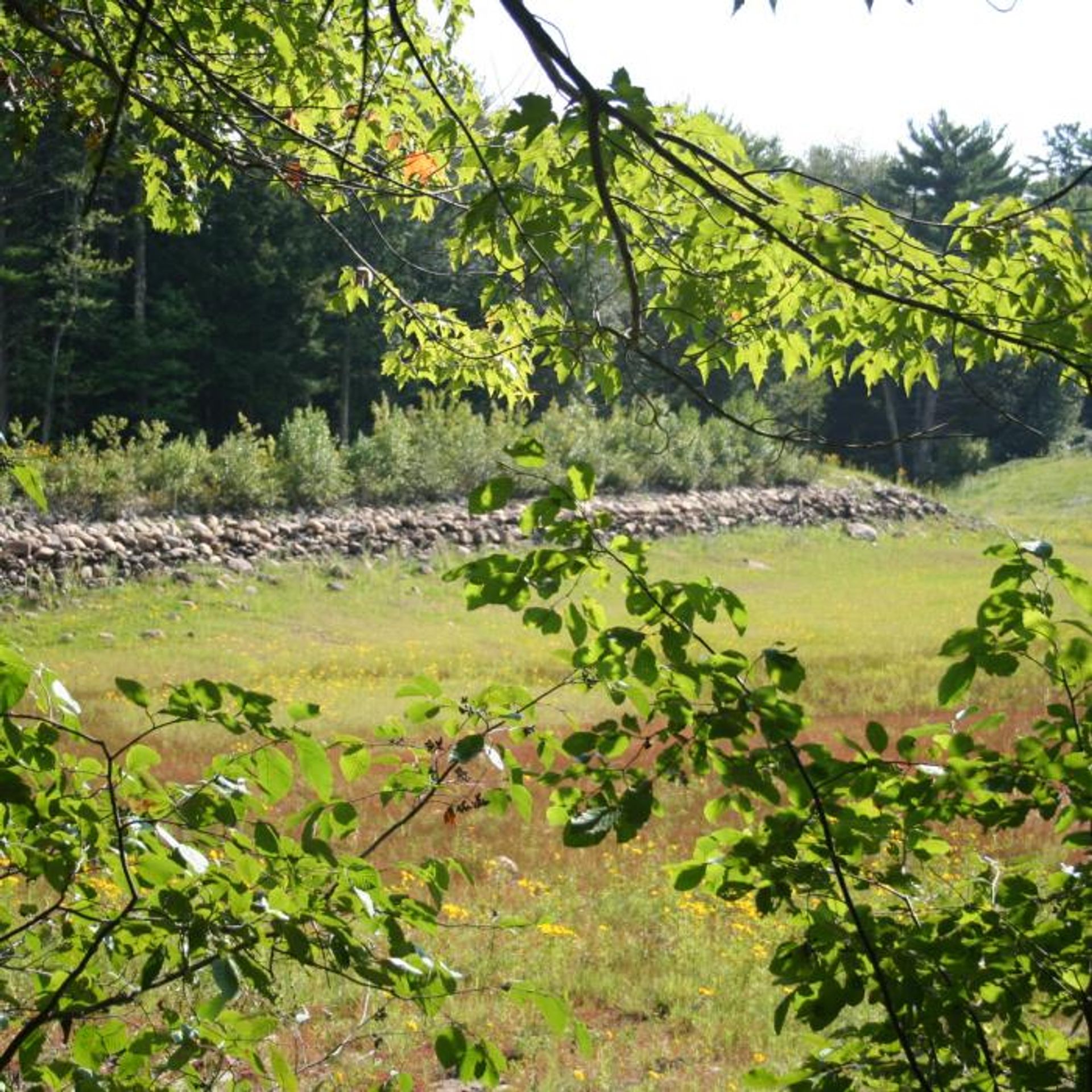 A rock wall at the forest.