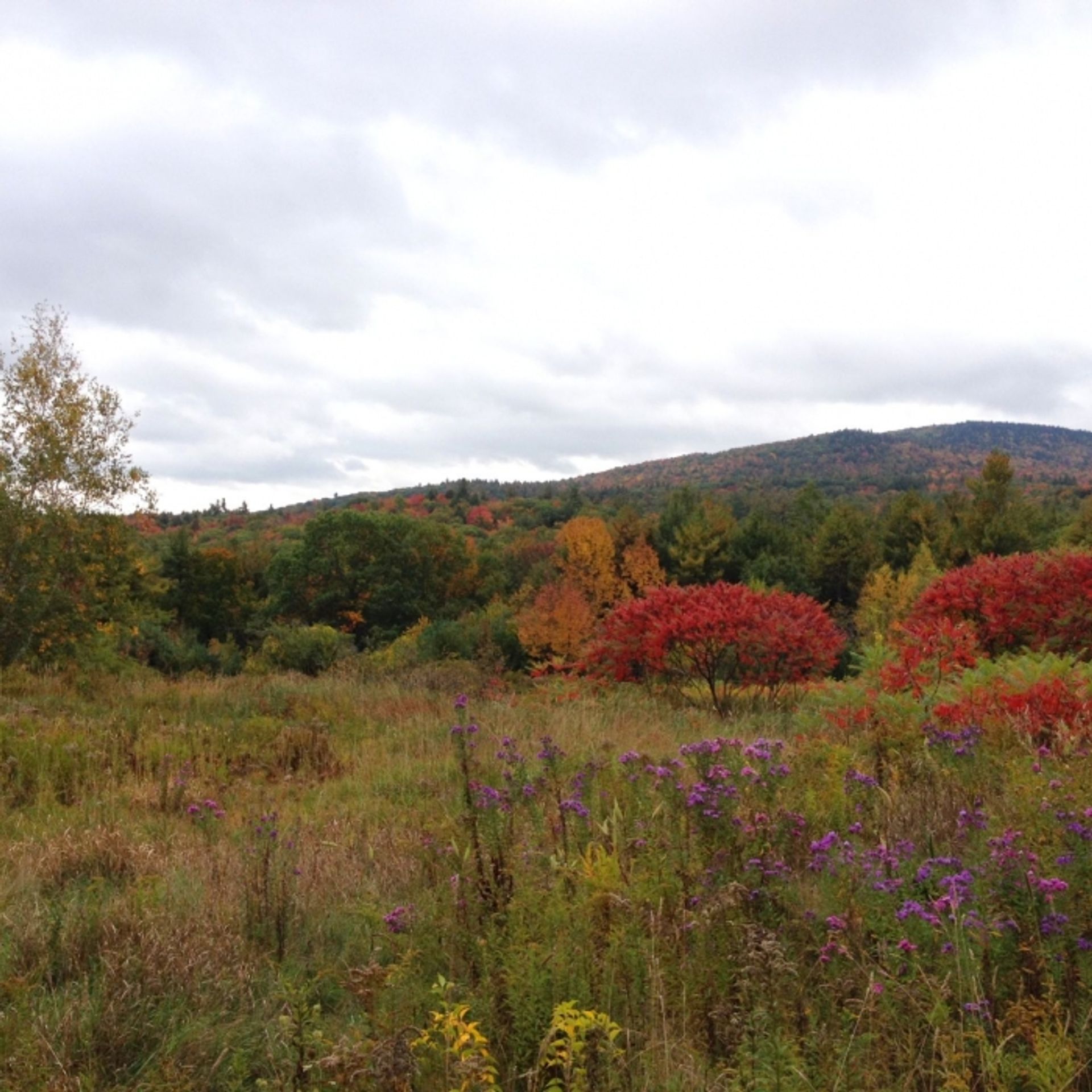 A meadow with purple wildflowers and rainbow foliage beyond.