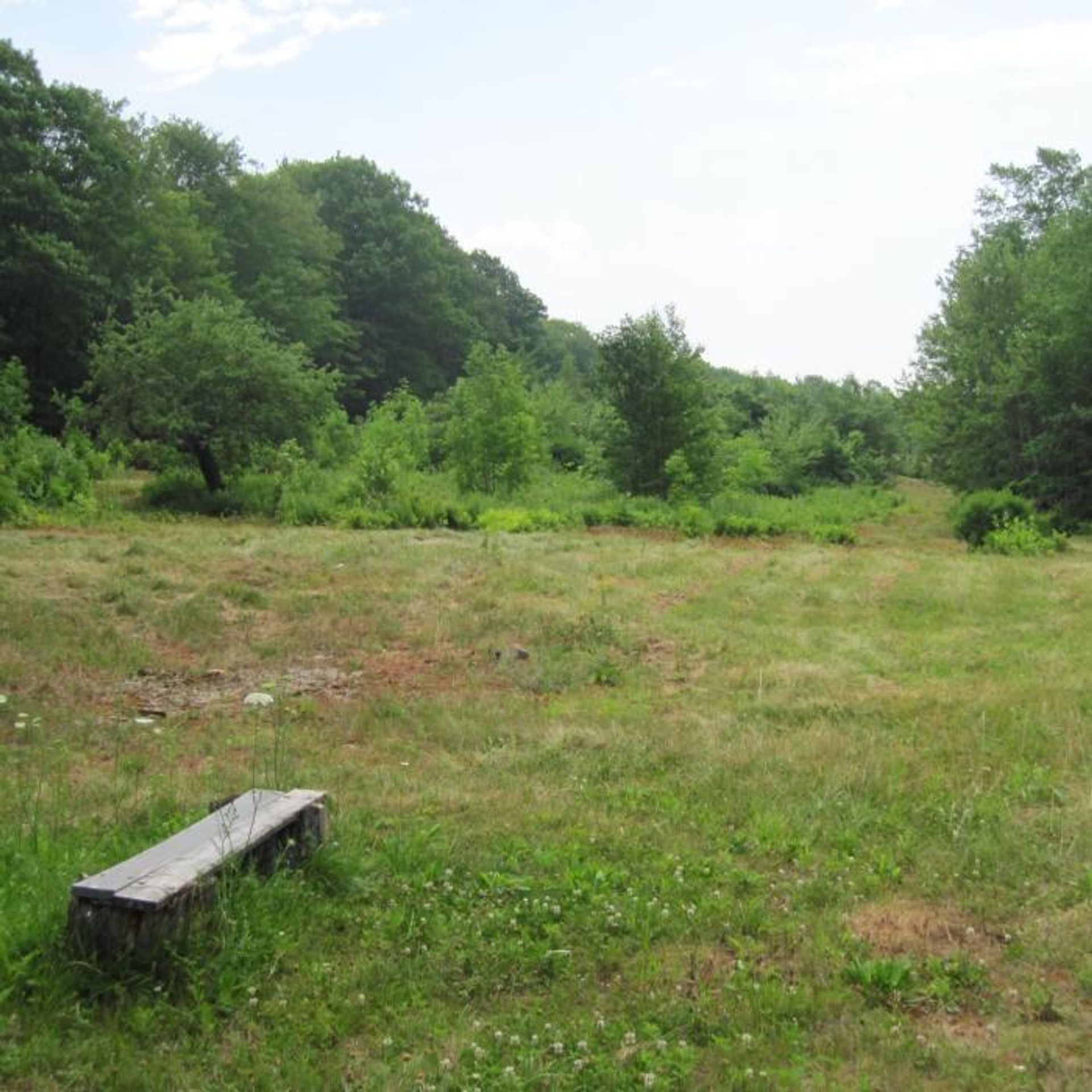 A wood bench in a field at the forest.