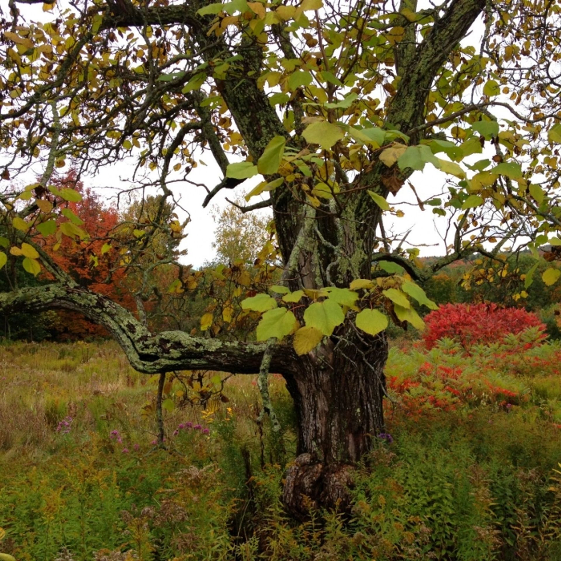 A view of the field at Kulish Forest.