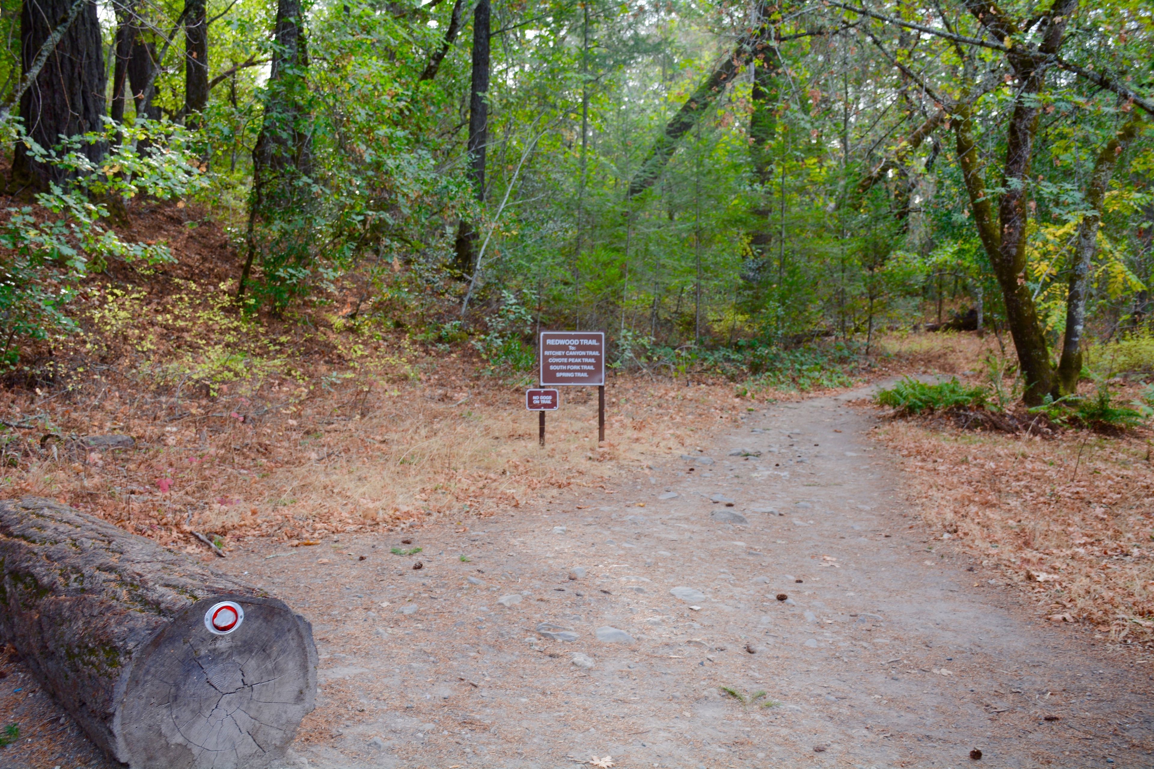 Redwood_Trail_Head.jpg