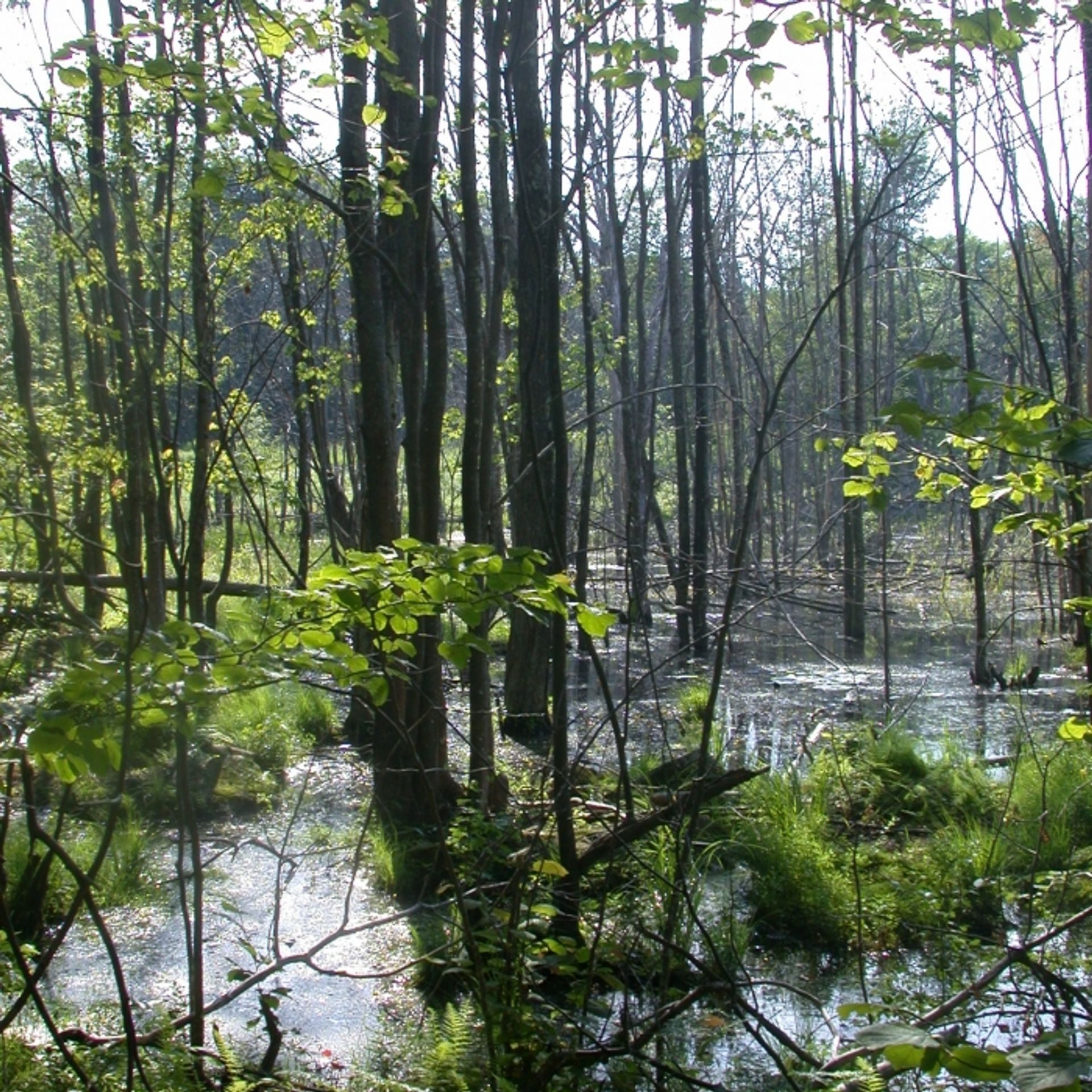 Trees rise from the water in the forest.