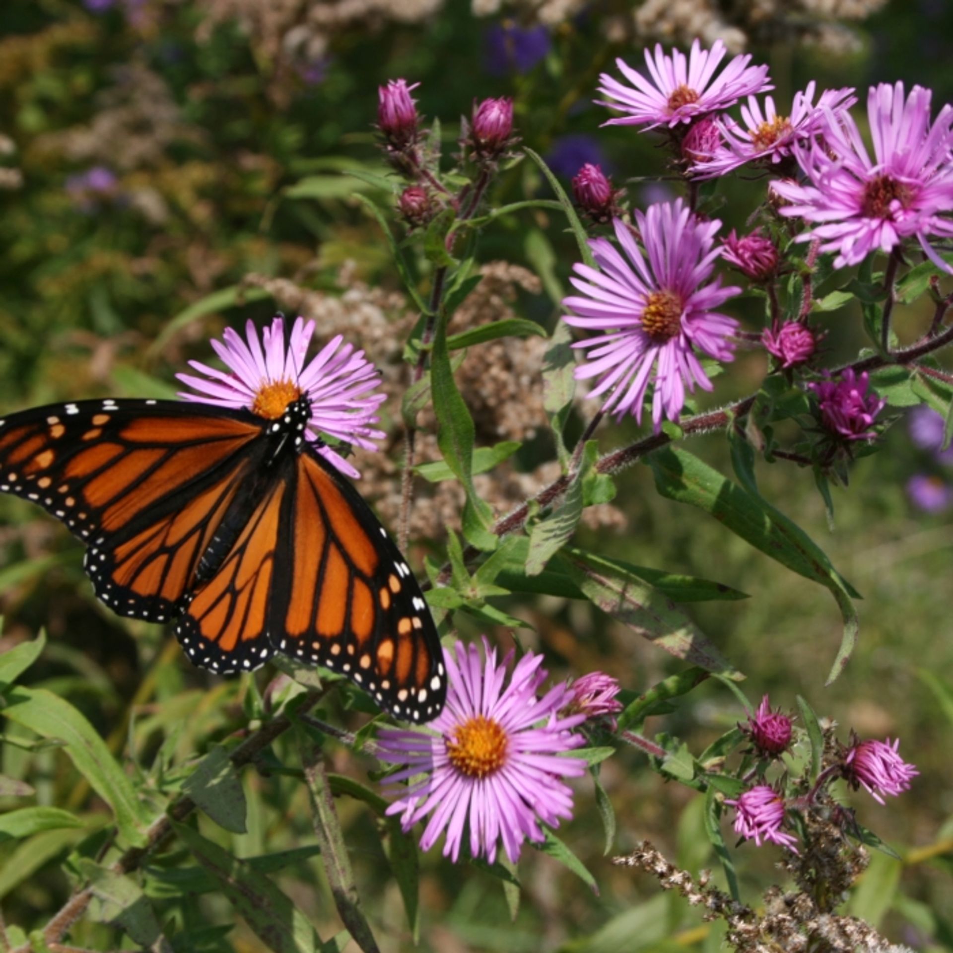 A monarch butterfly on a pink wildflower.