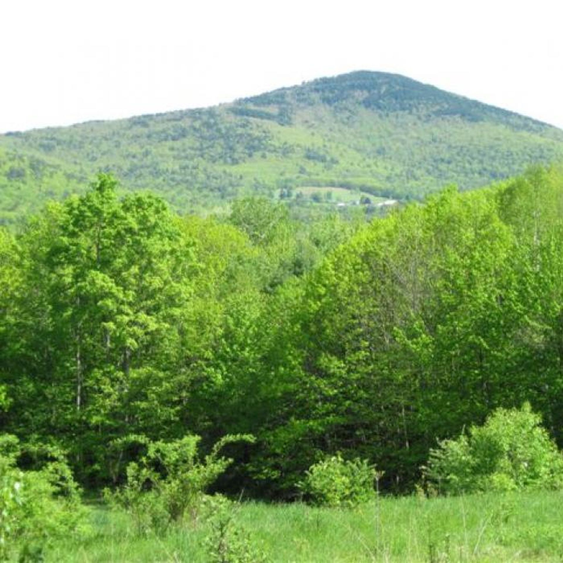 A mountain rises beyond the green forest.