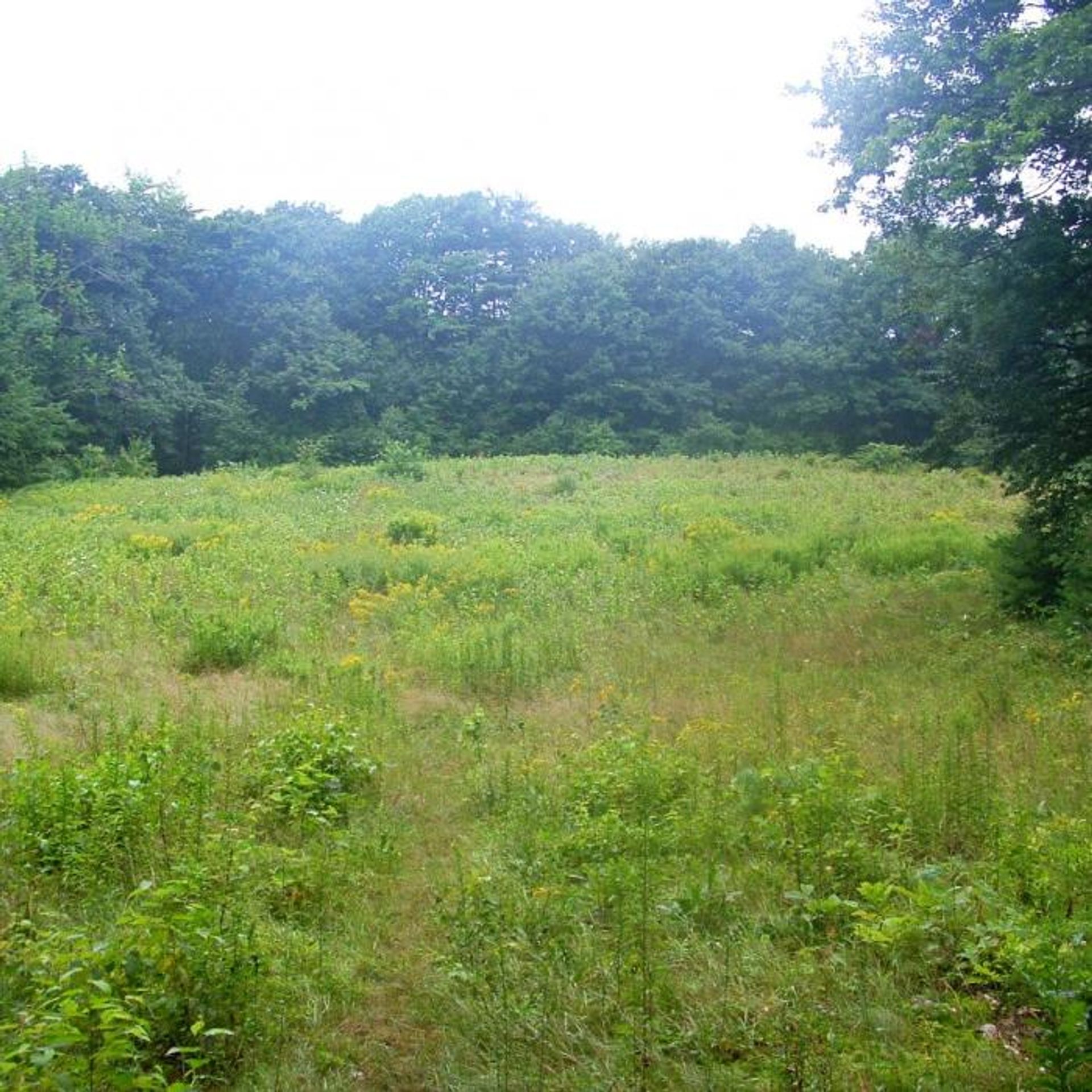 A meadow with green forest beyond.