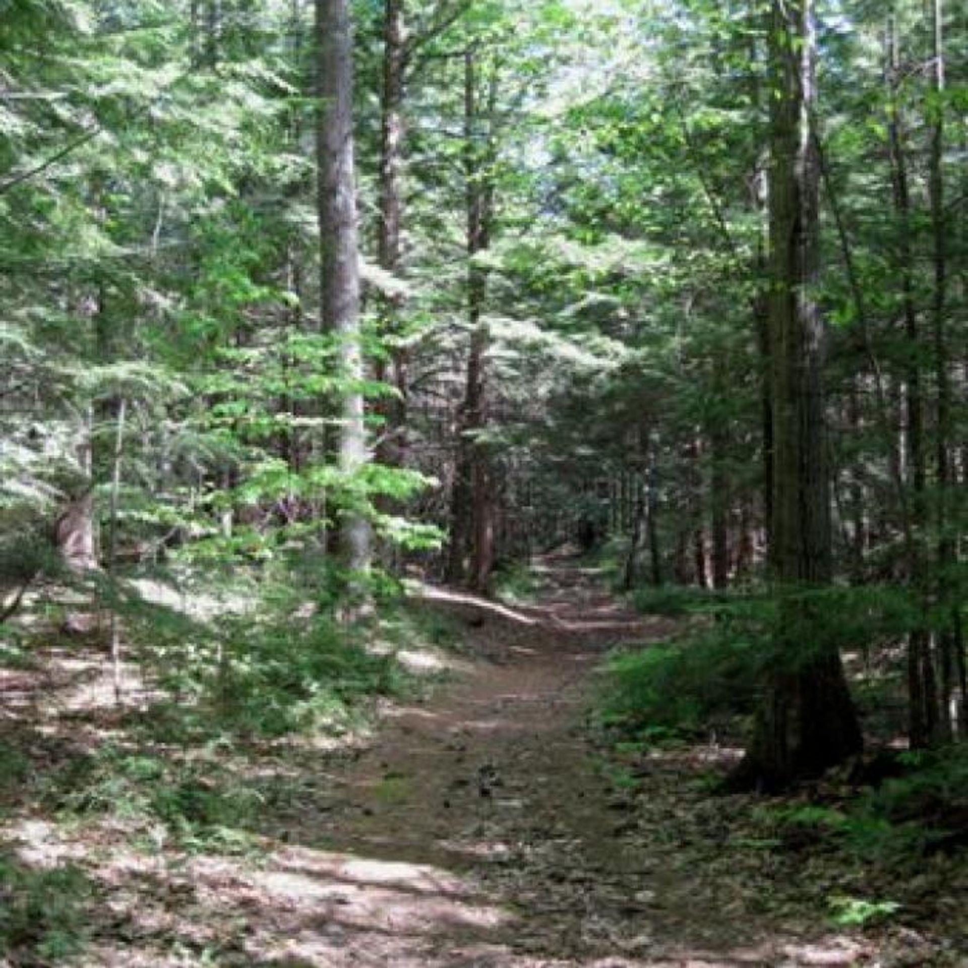 A path through a green forest.