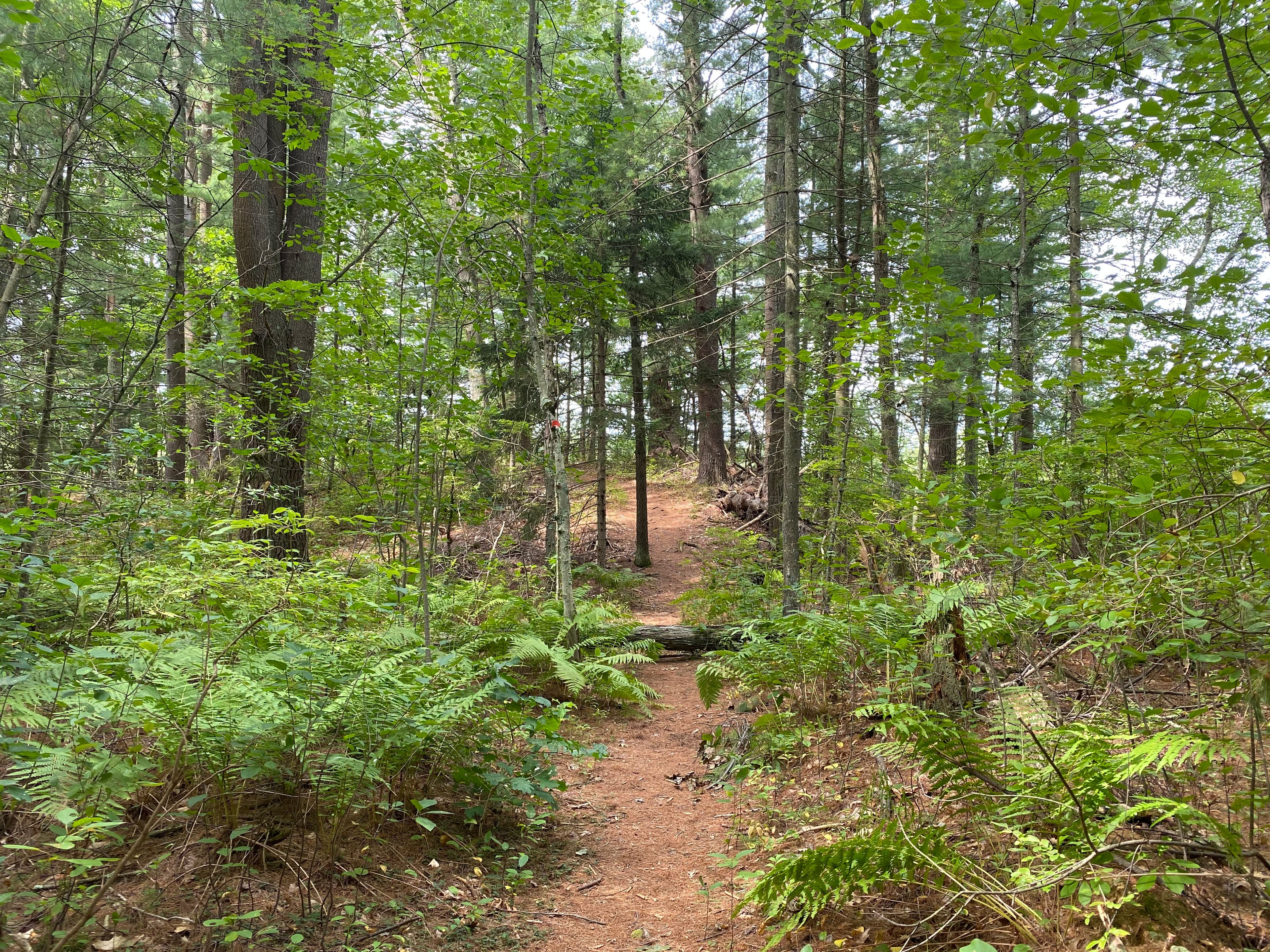 Beaver Pond Area