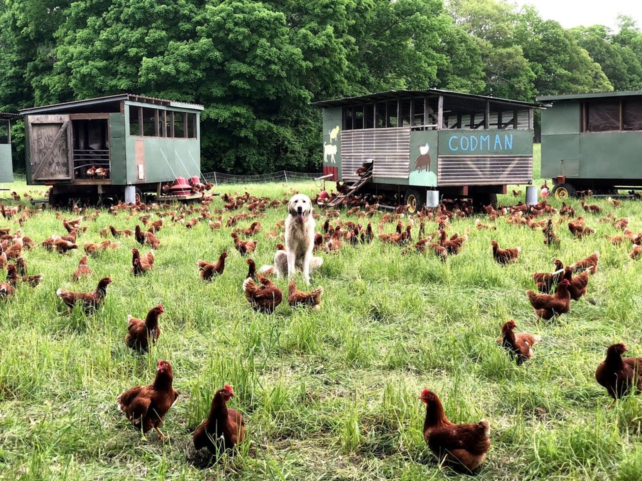 Chickens and Toby the guard dog at Codman Farm