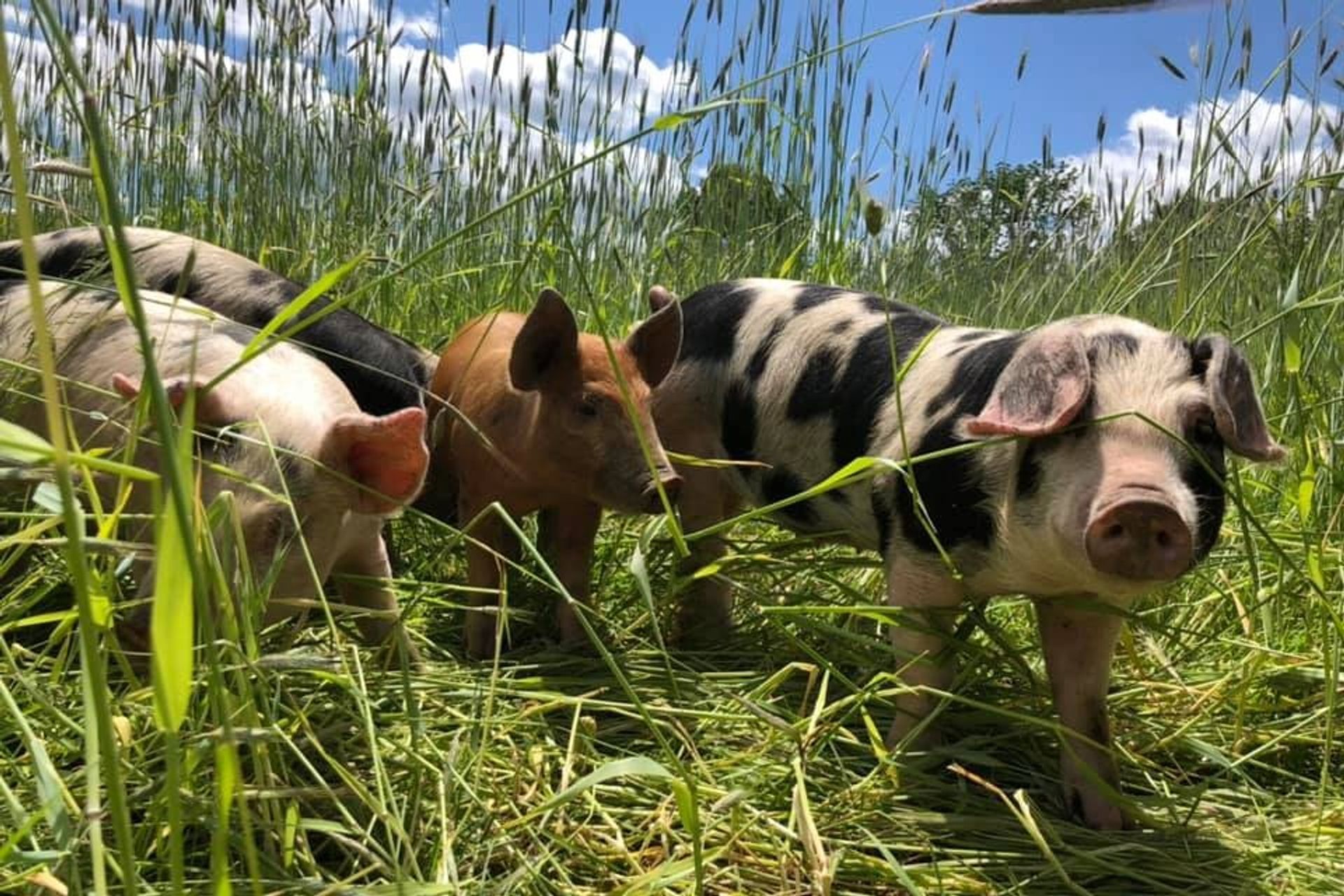 Piglets at Codman Farm