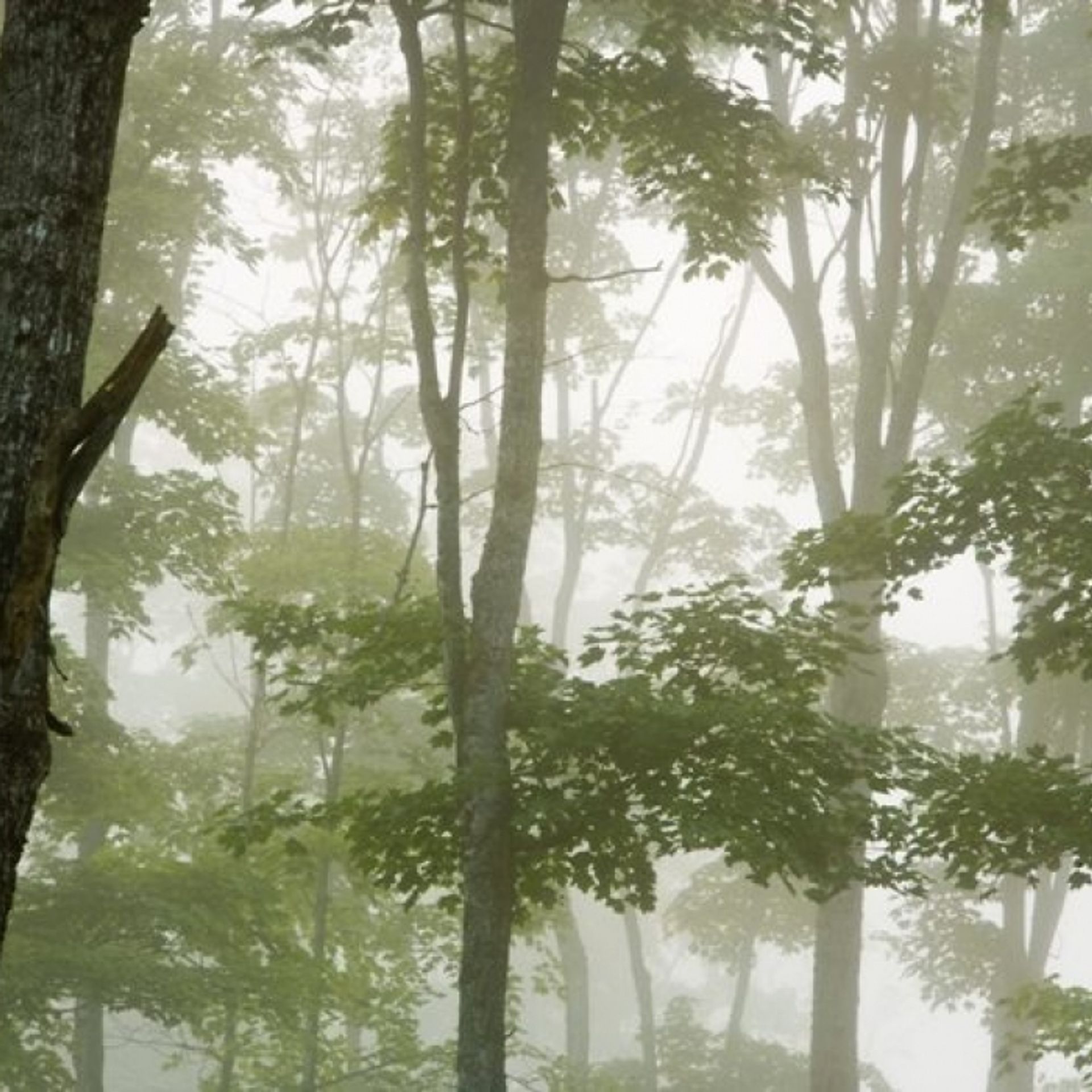 Trees pictured on a foggy morning.