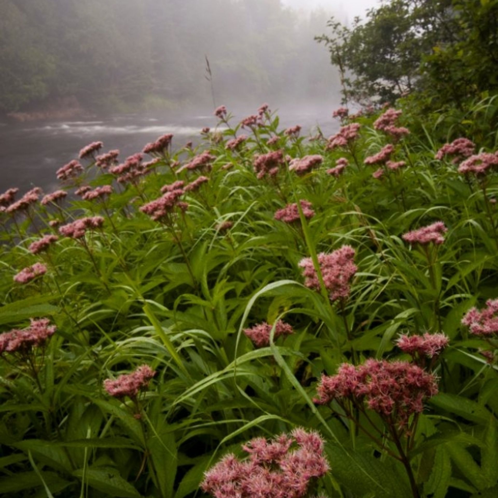 Pink wildflowers on the edges of the river.