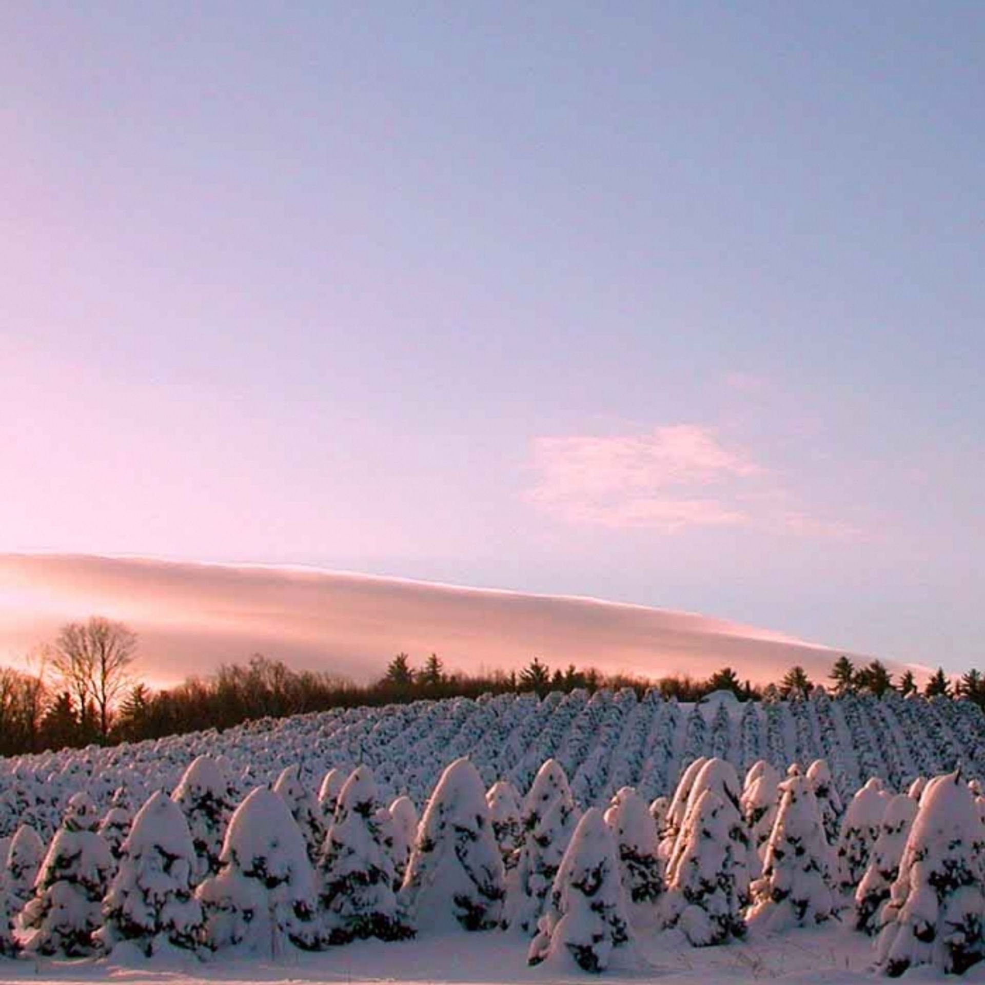 Rows of Christmas trees are covered in snow at The Rocks.