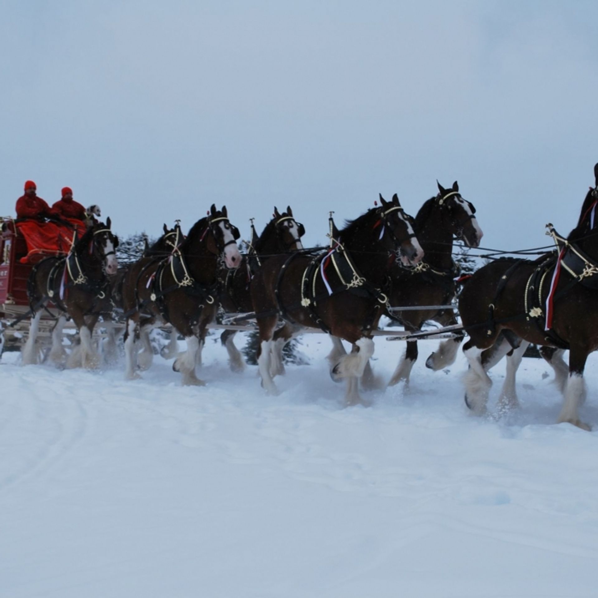 Horses pull a sleigh during the holiday season at The Rocks.