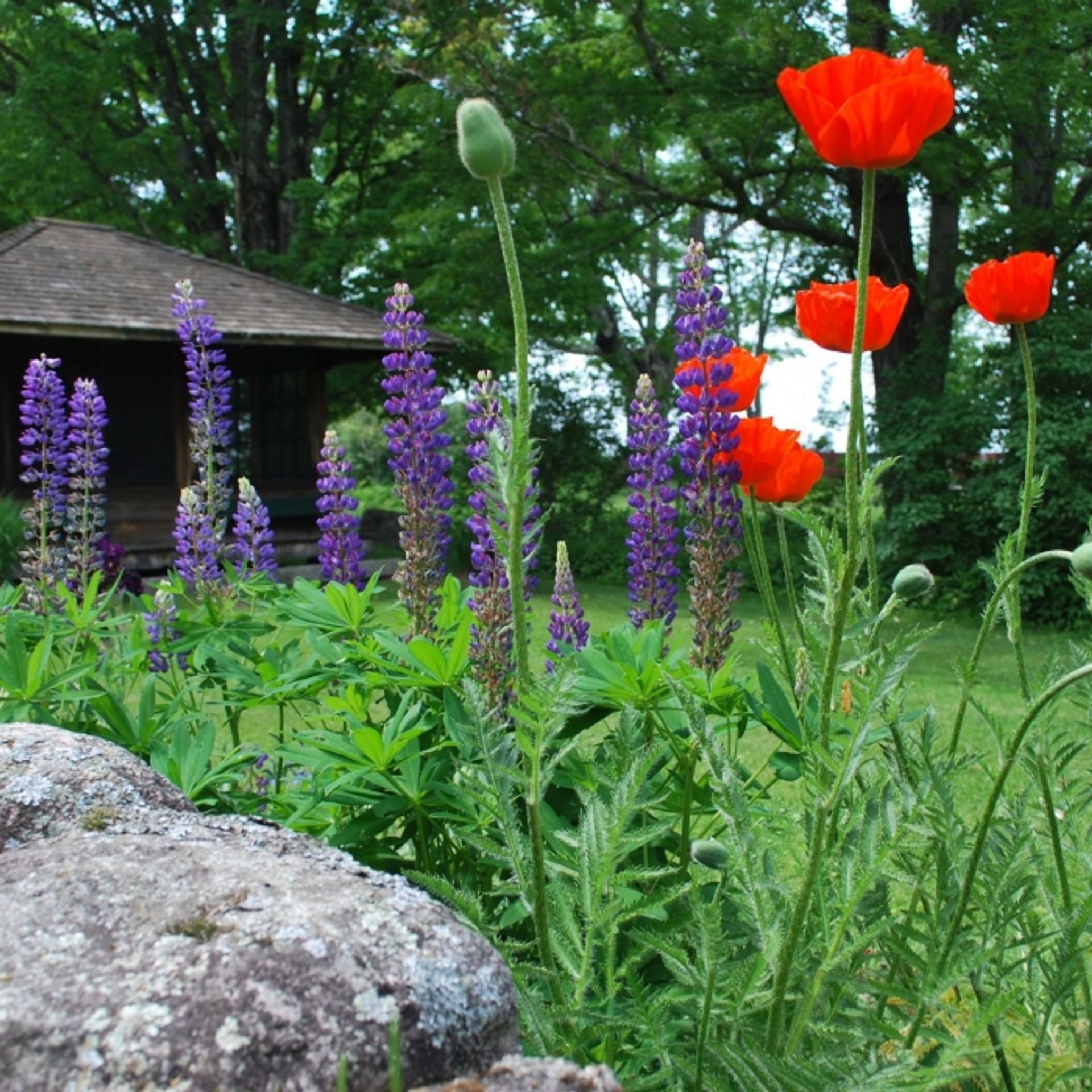 Flowers bloom in the historic gardens at The Rocks.