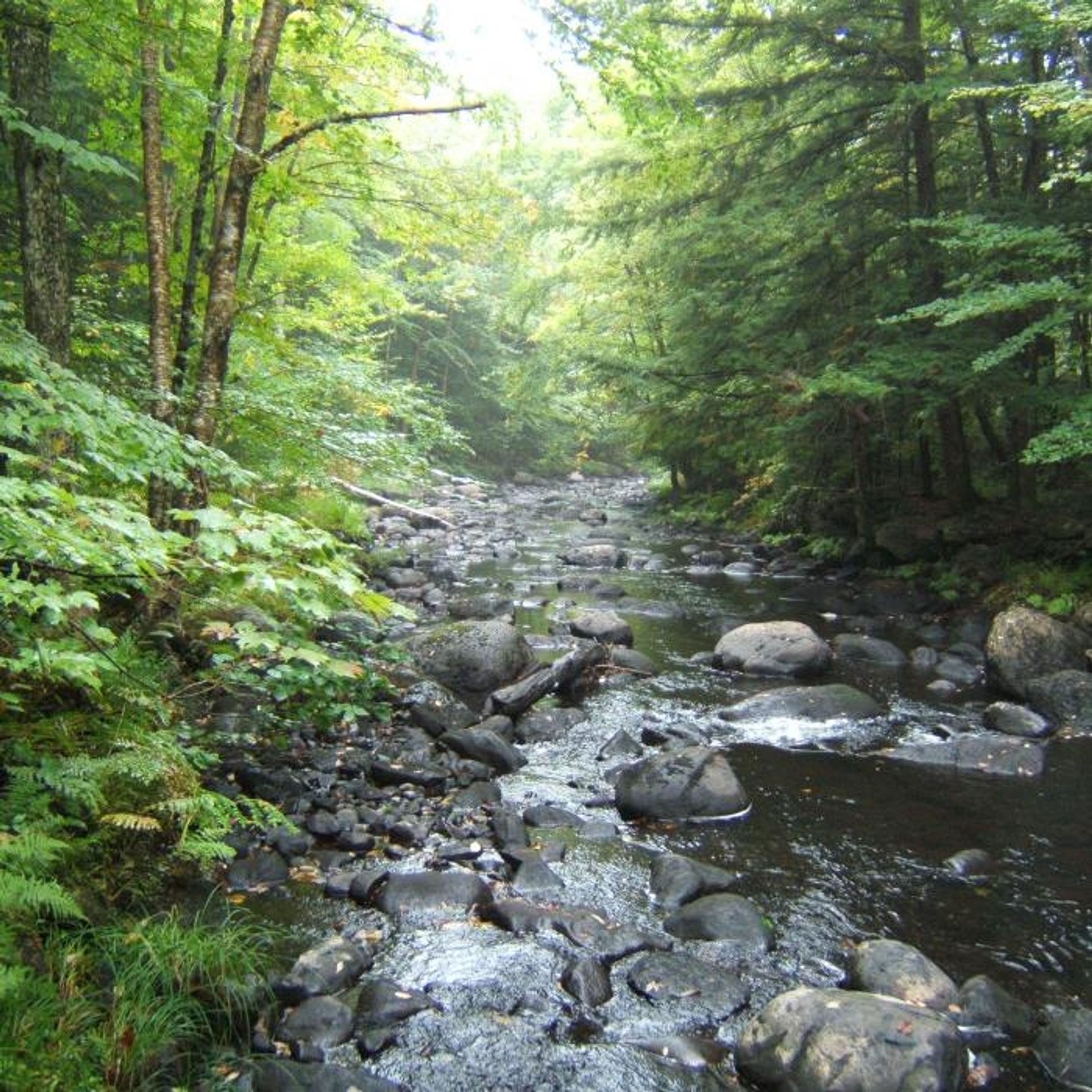 The waterway winds through the forest.