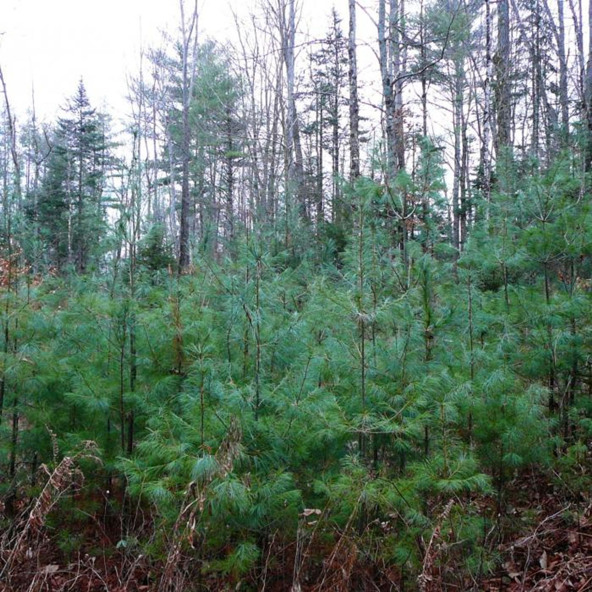 Green trees are pictured on a rainy morning at the reservation.