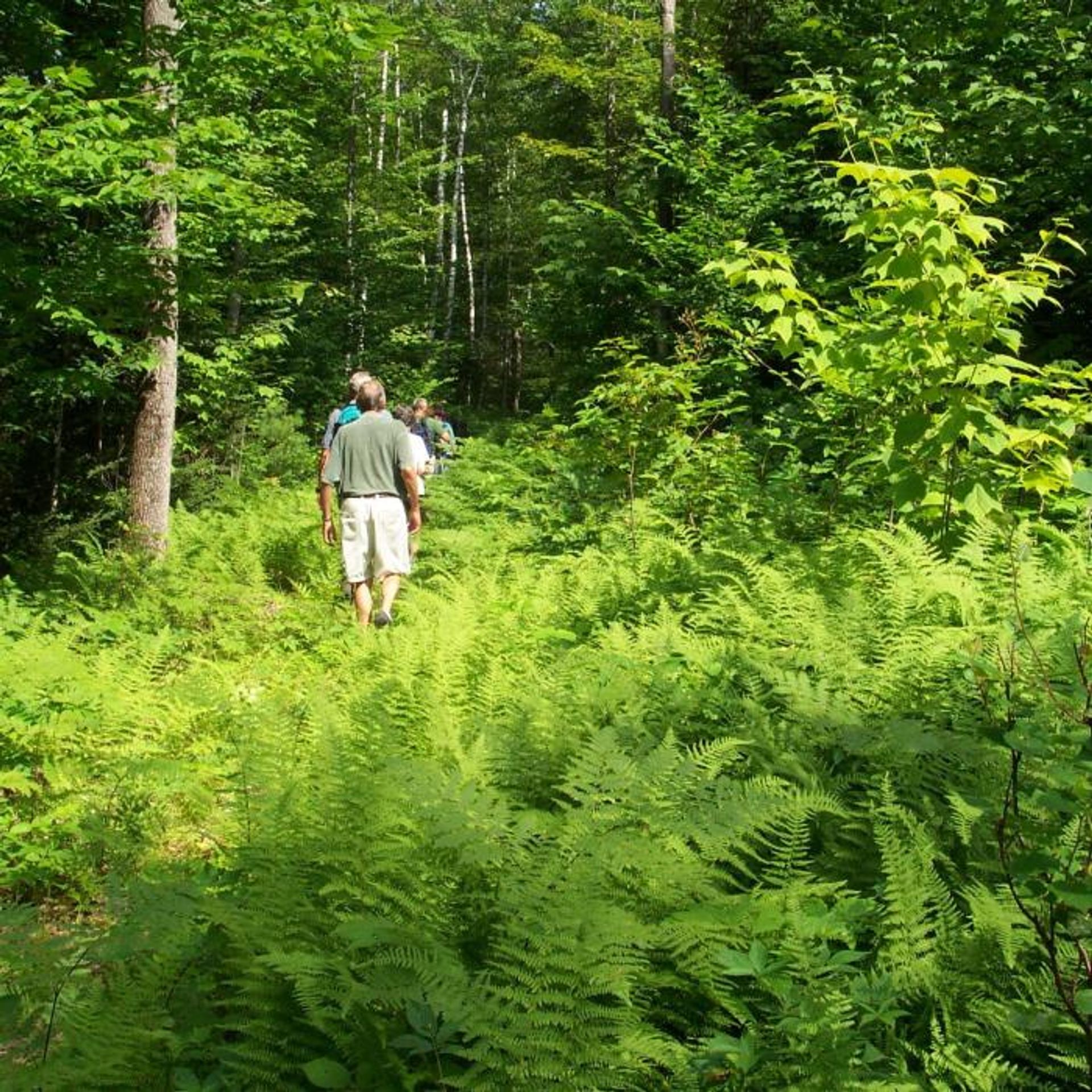 Hikers head through an area filled with green ferns.