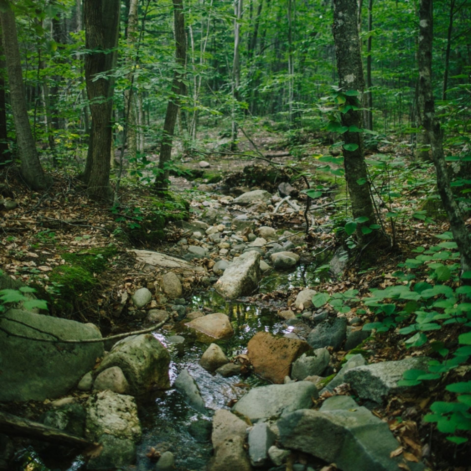 A brook runs through the forest.