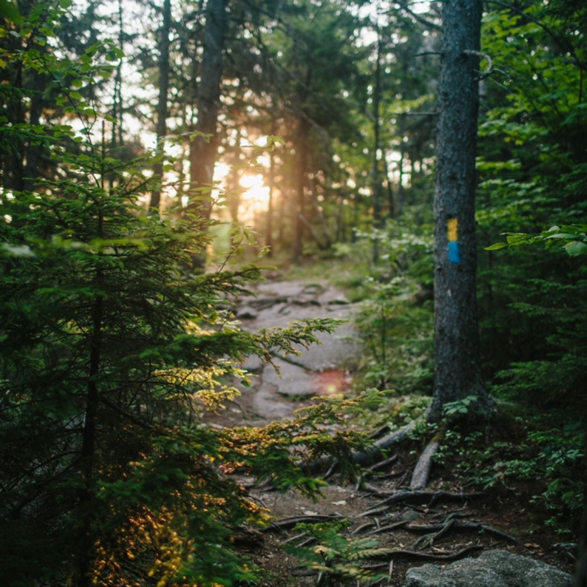 Blue and yellow blazes mark trails at Mount Major on this portion of the hike.