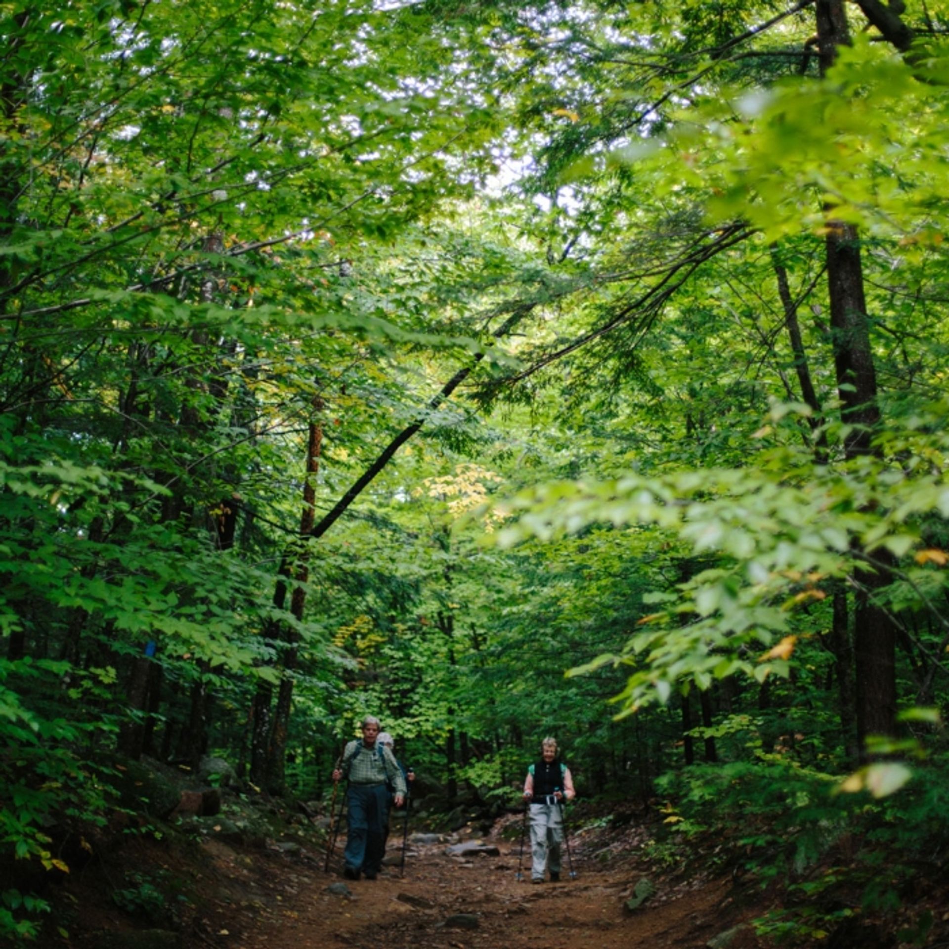 Hikers with poles head up the trail at Mount Major.