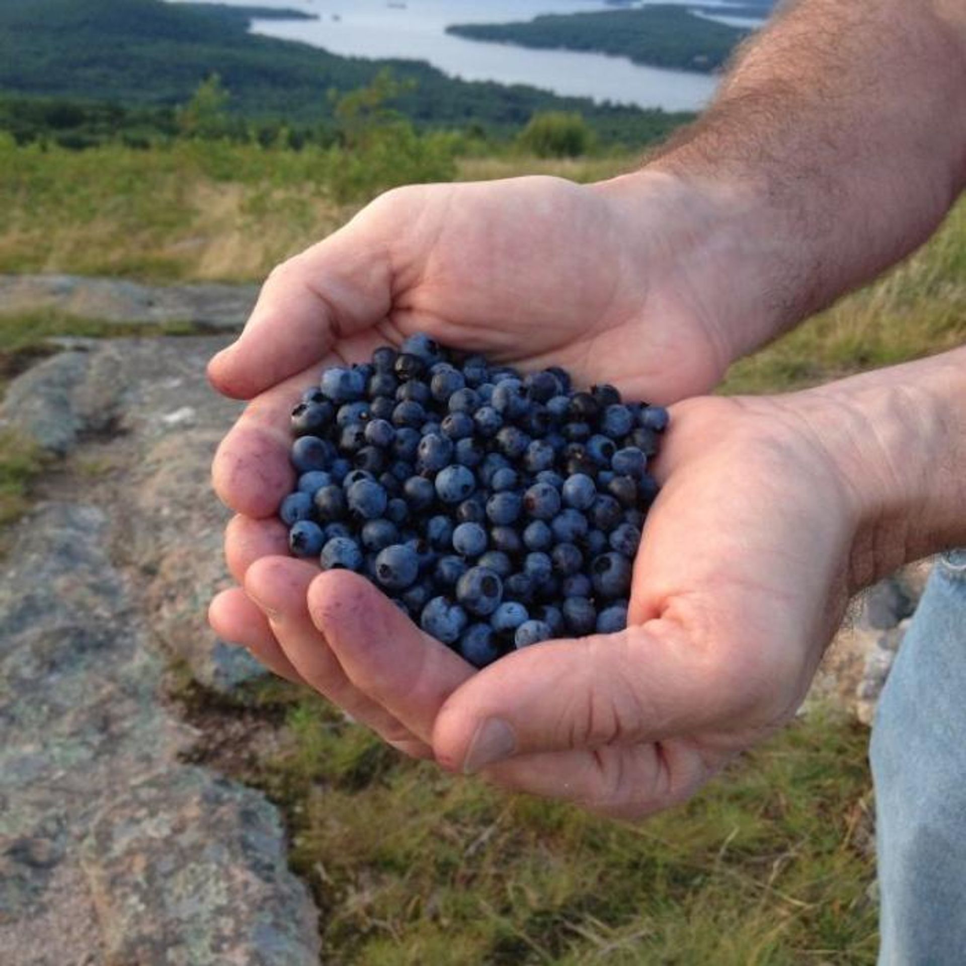 Hands hold freshly picked blueberries.