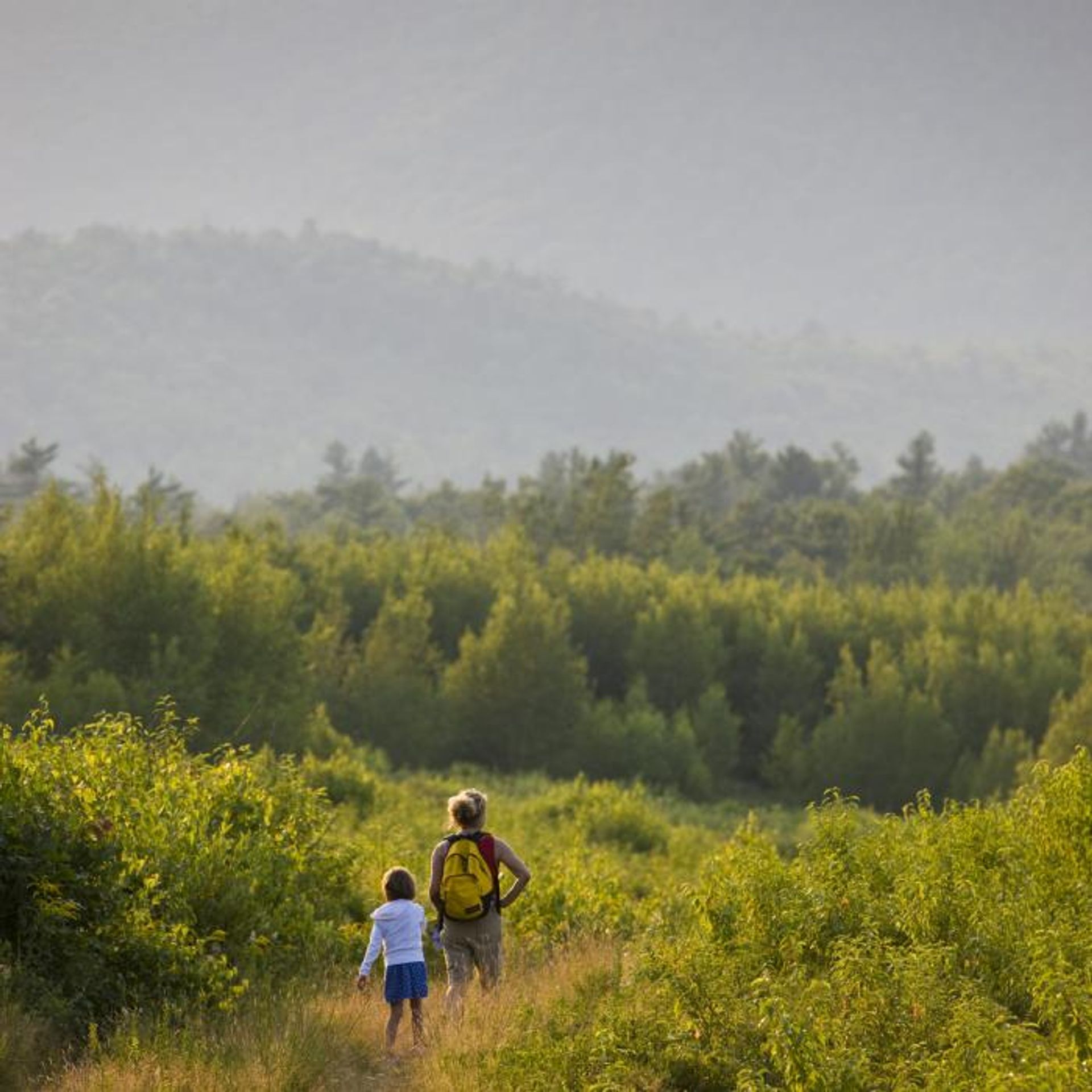 A parent and child walk through the field in search of blueberries.