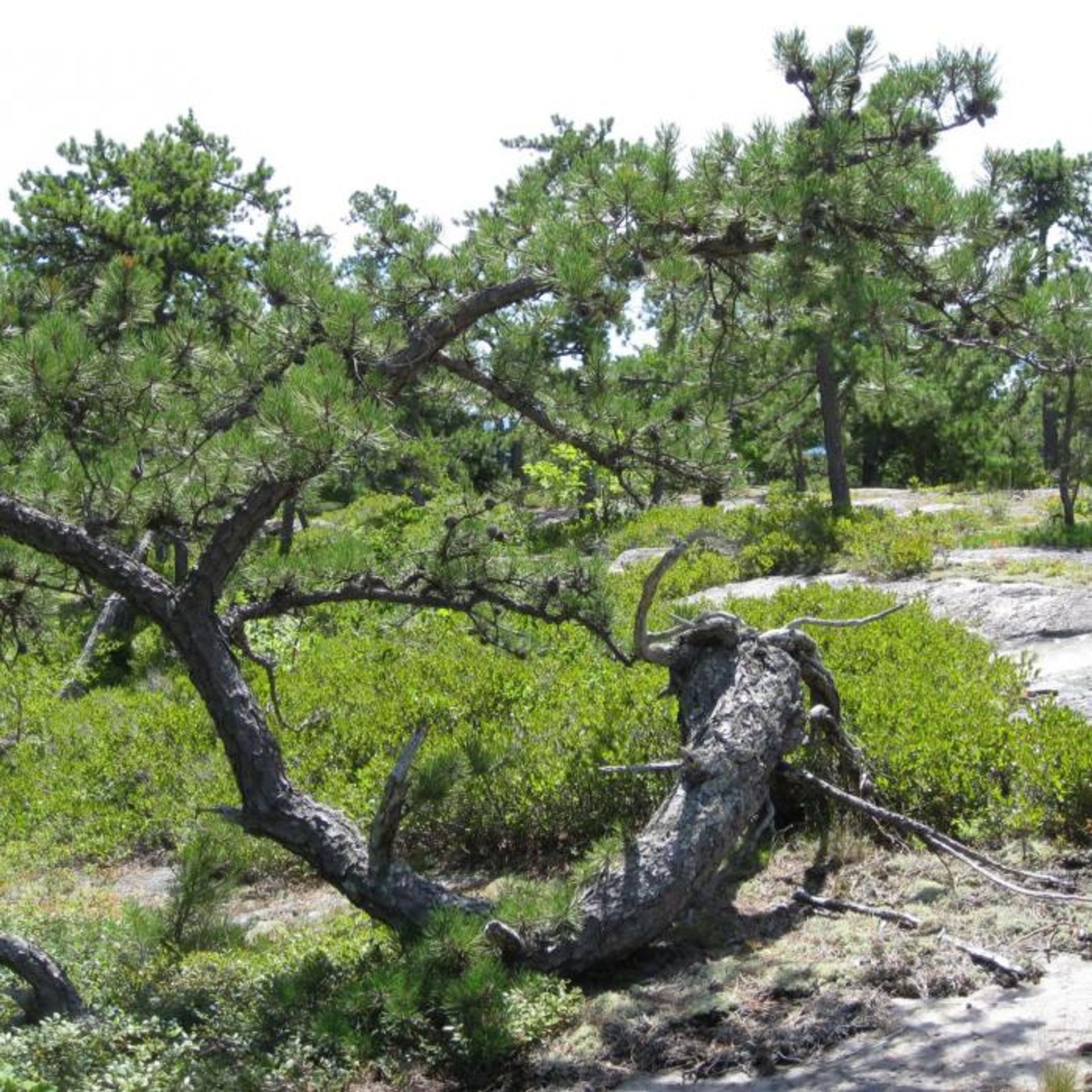 Trees grow between granite on the moutain.