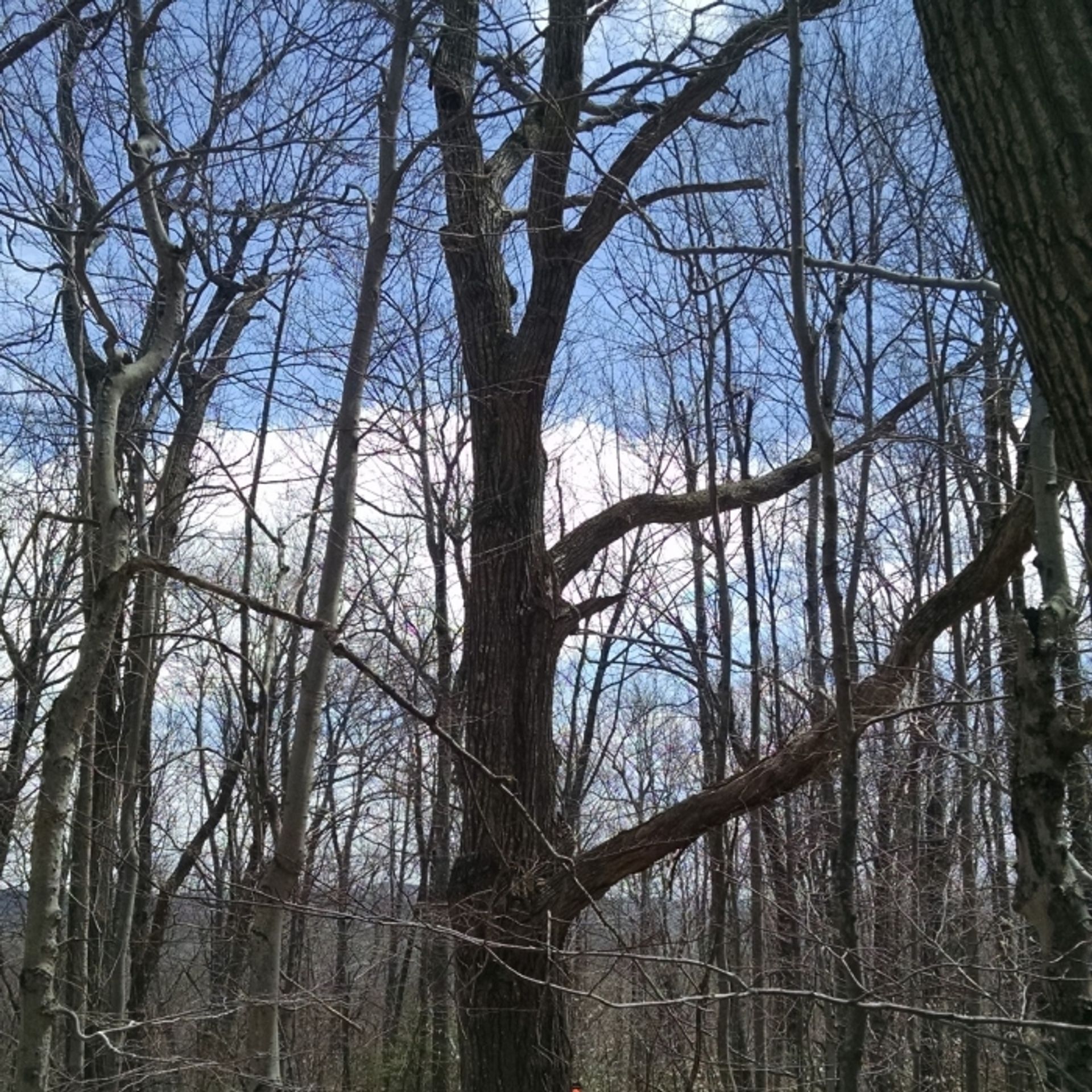 Legacy red oak with blue sky behind.