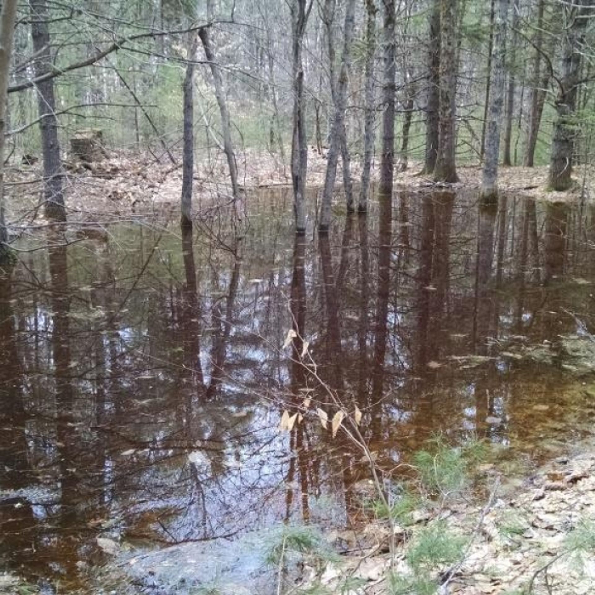 A view of the vernal pool among the trees.