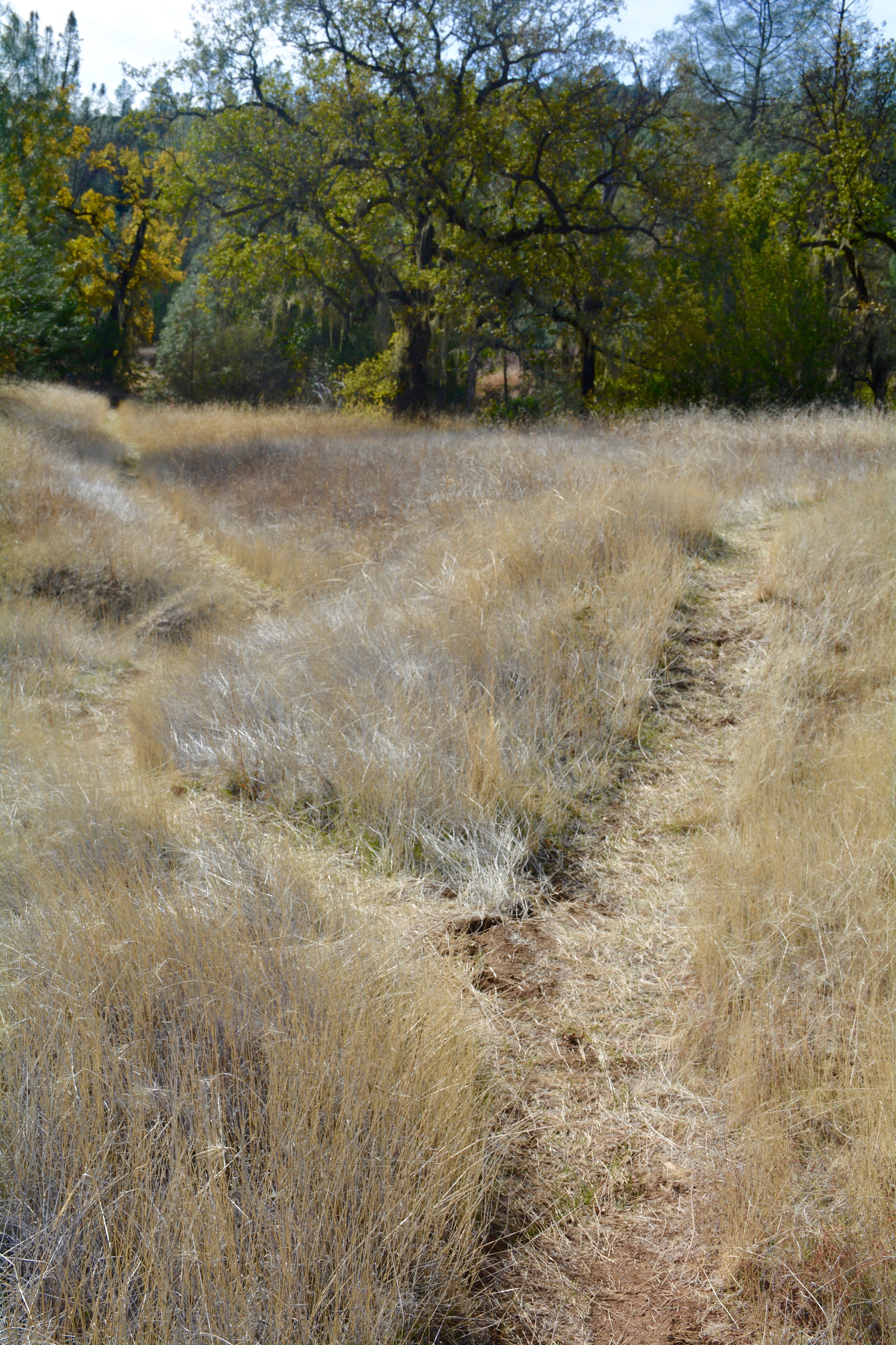 Maxwell_Creek_Trail_Junction.jpg