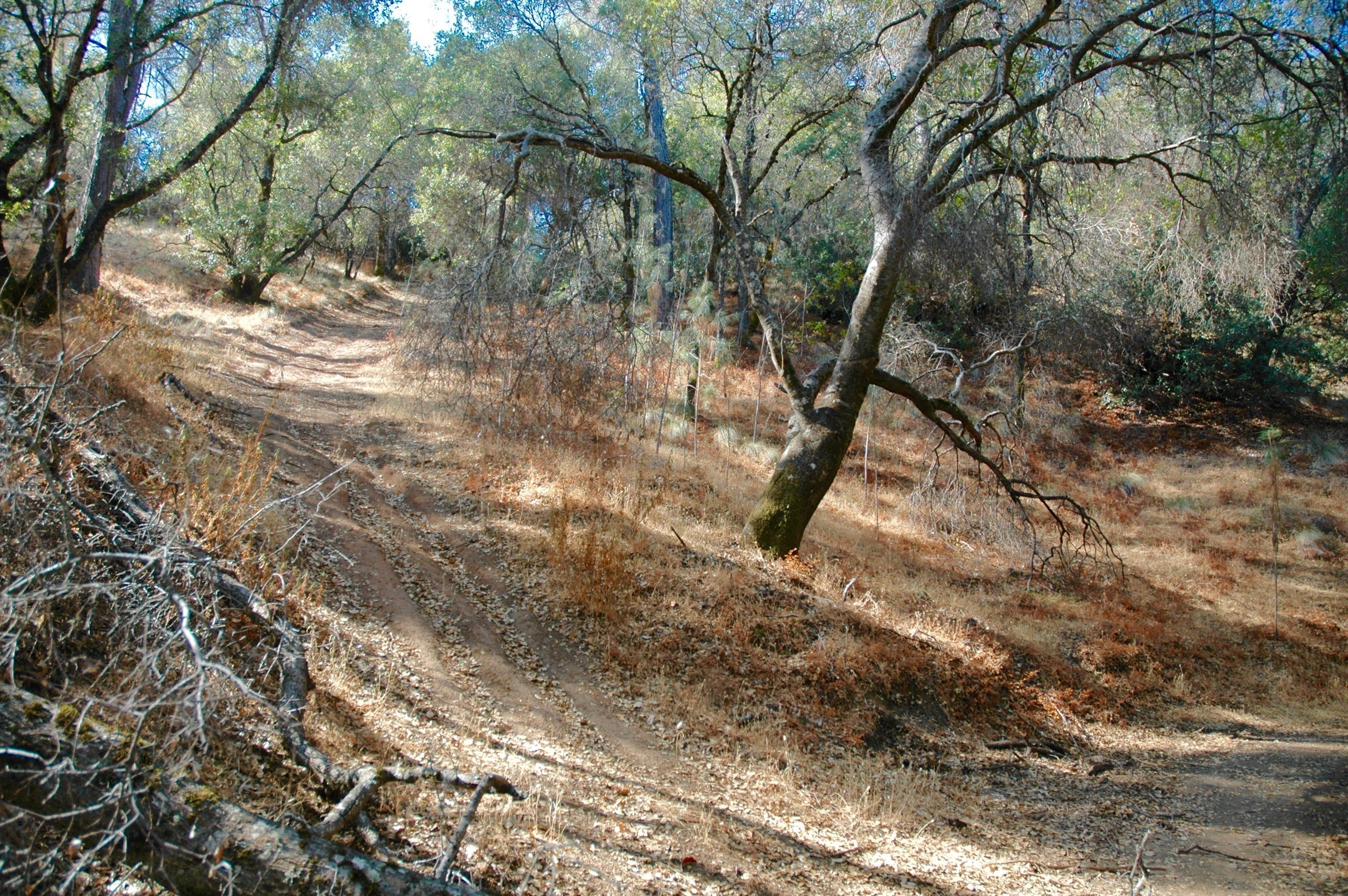 BV_Trail_Hillside.jpg