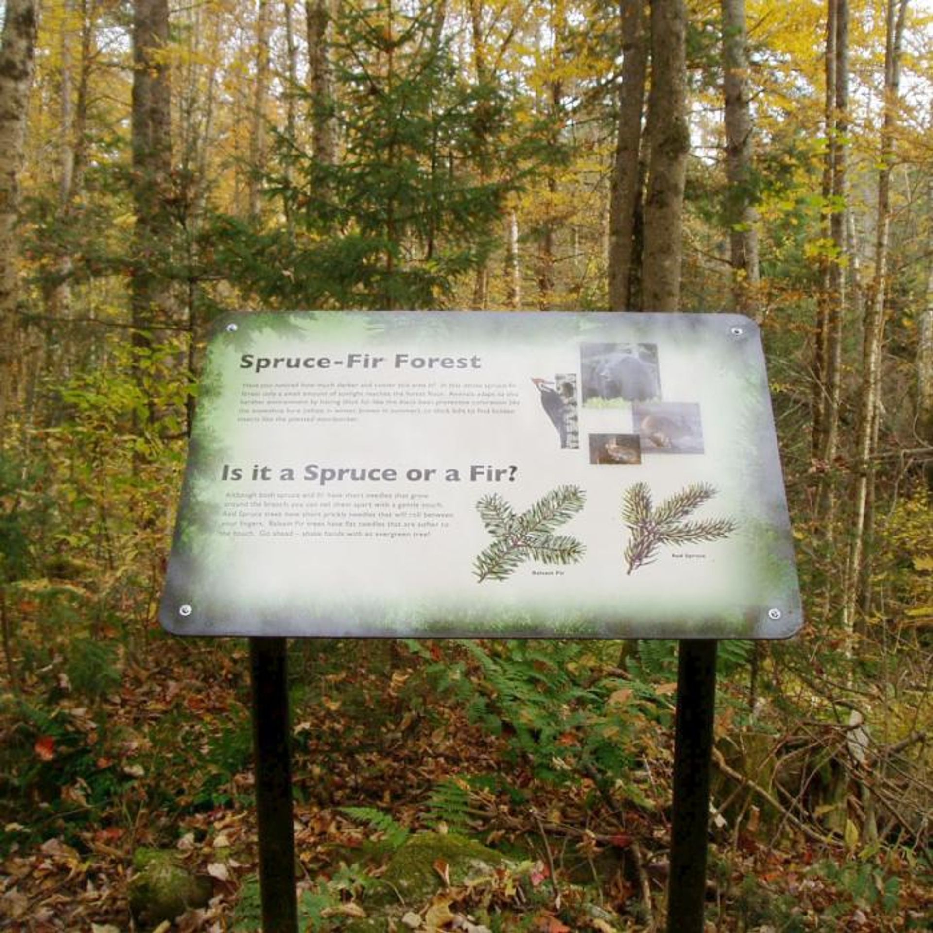 An interpretive sign explaining the difference between spruce and fir trees.