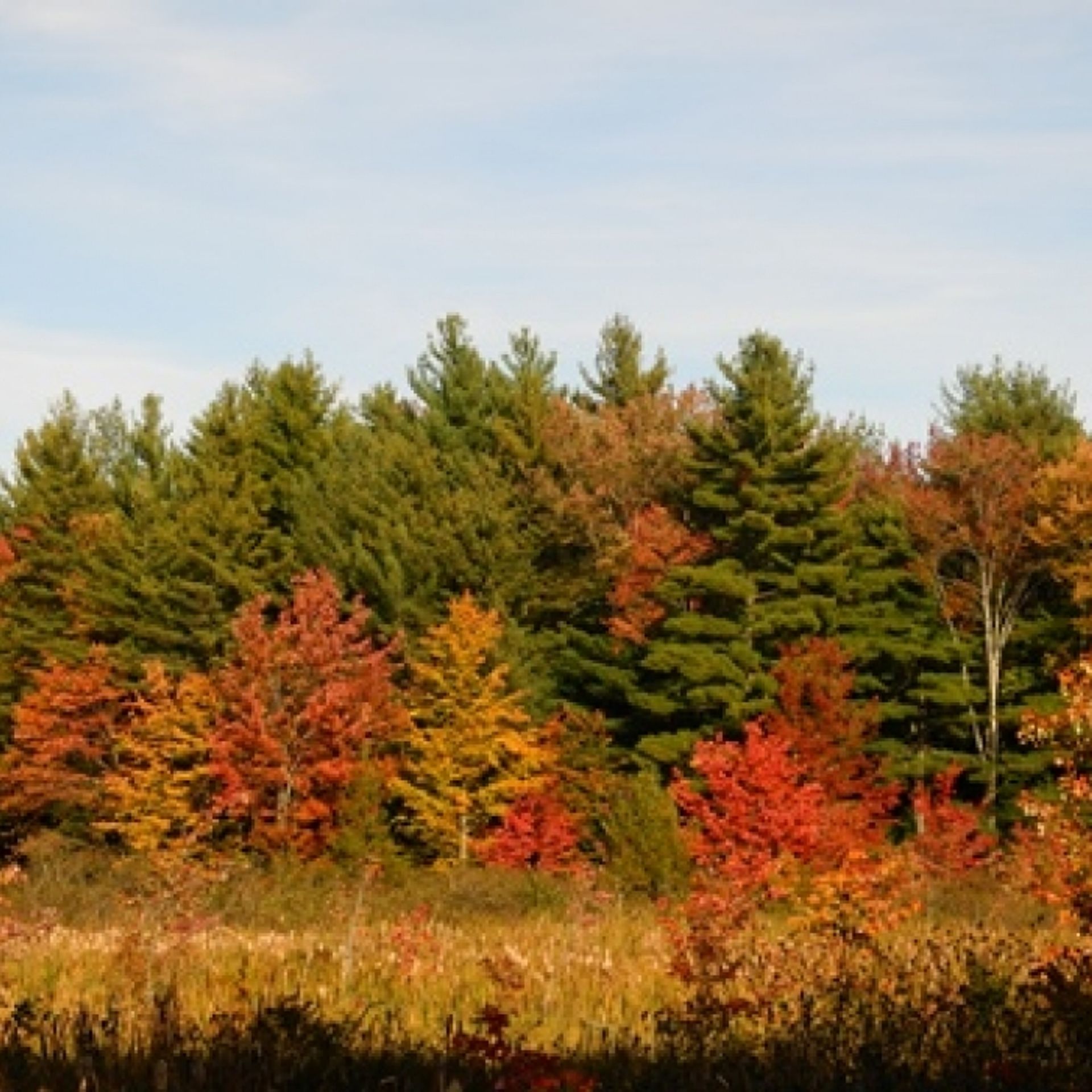 A rainbow of fall foliage in the forest.