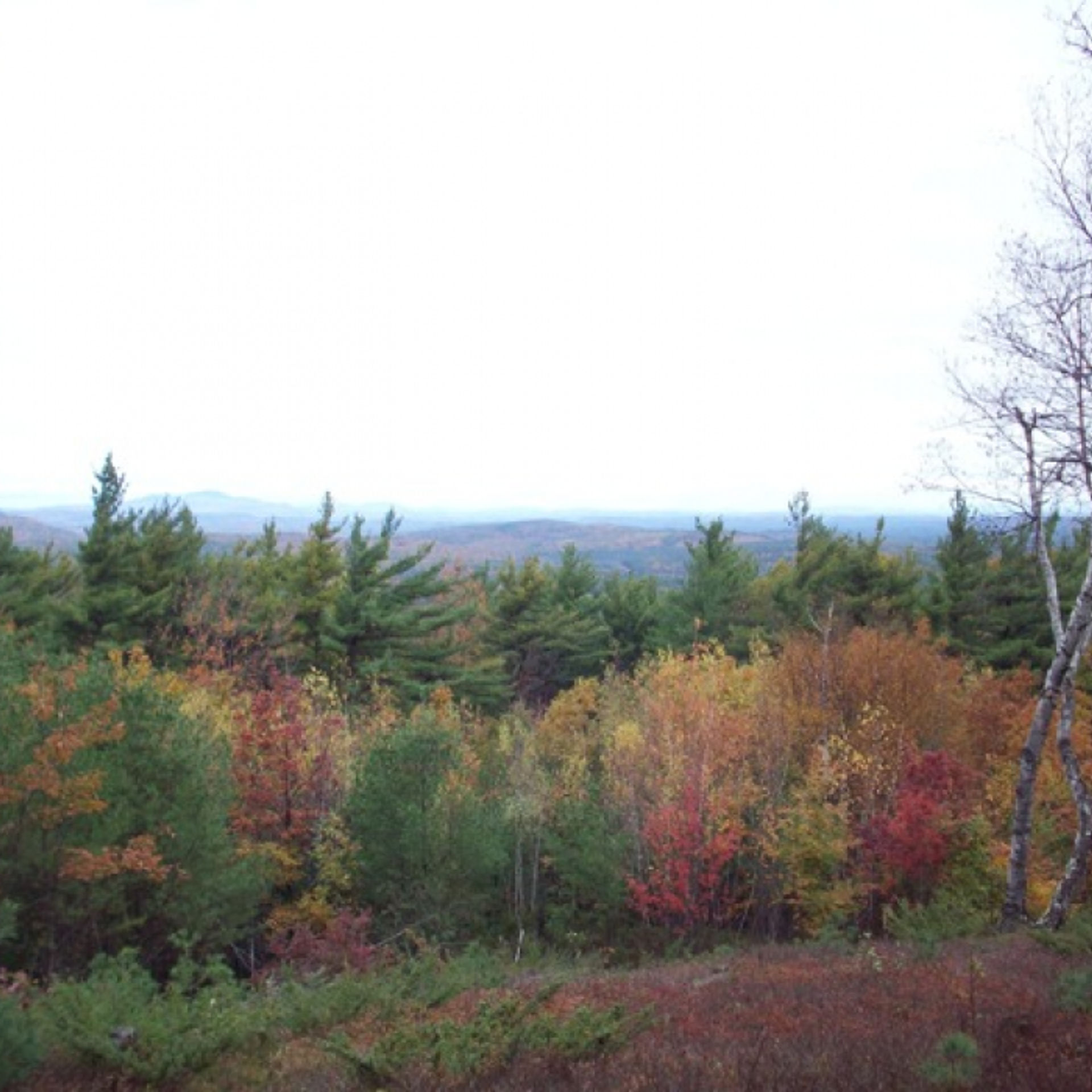 Rainbow foliage in the forest with a view of the mountains beyond.