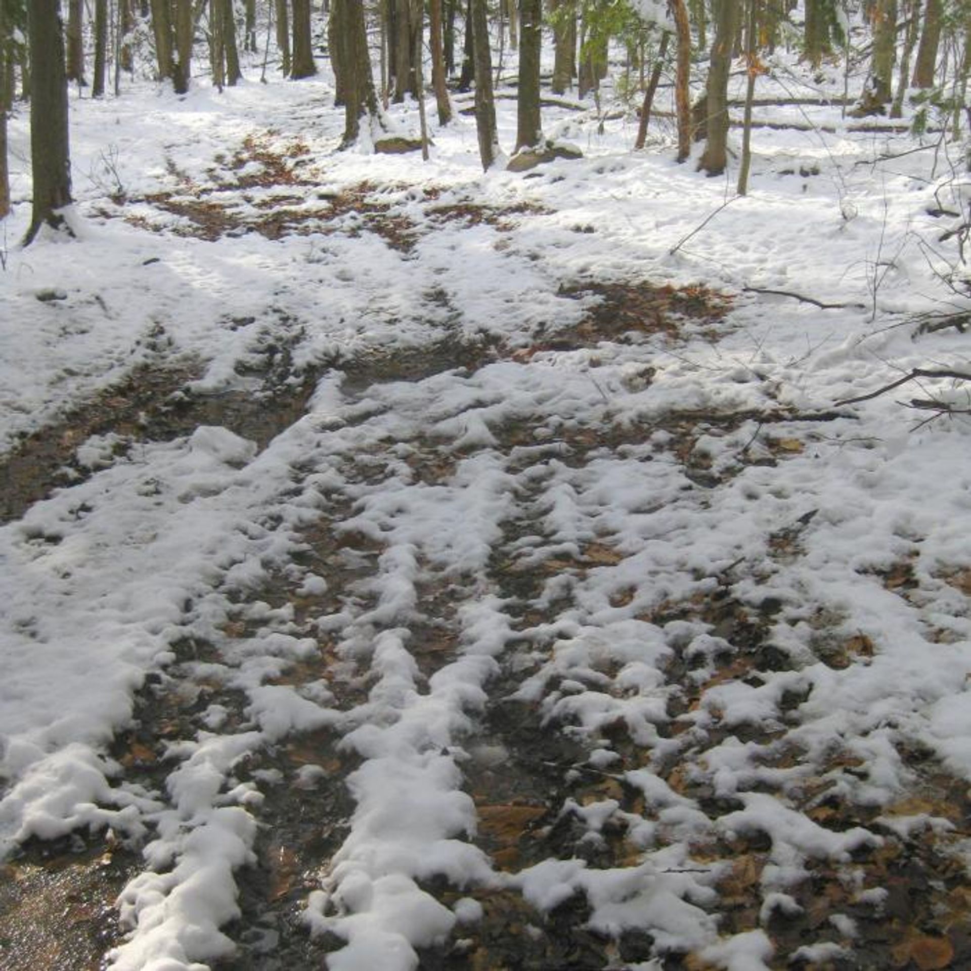 A snow covered path at Buxton Forest.