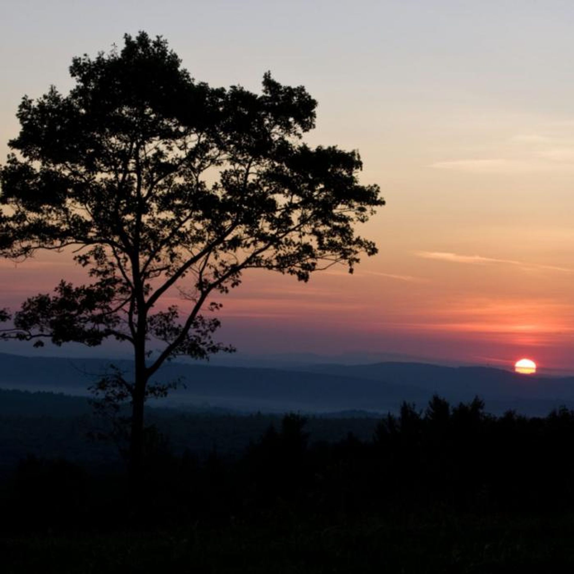 A view of the sunset beyond a tree.