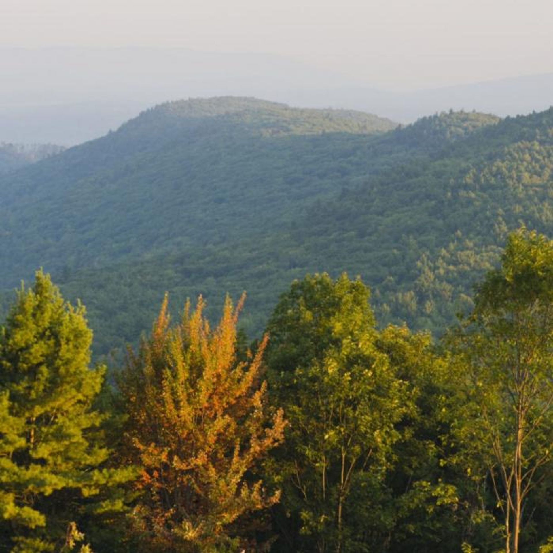 Green rolling hills beyond the forest.