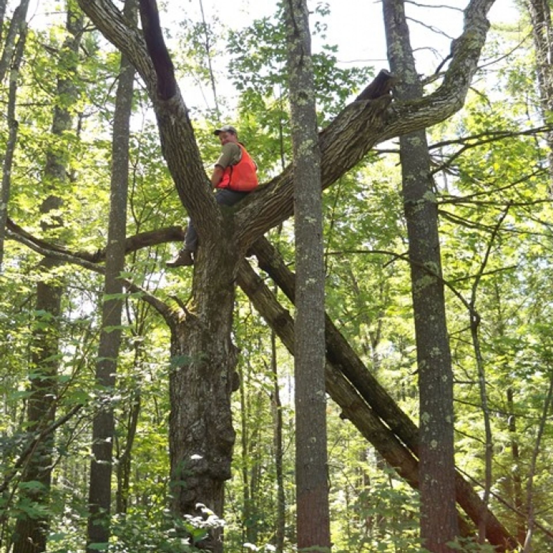 A man in an orange vest sits in a tree.