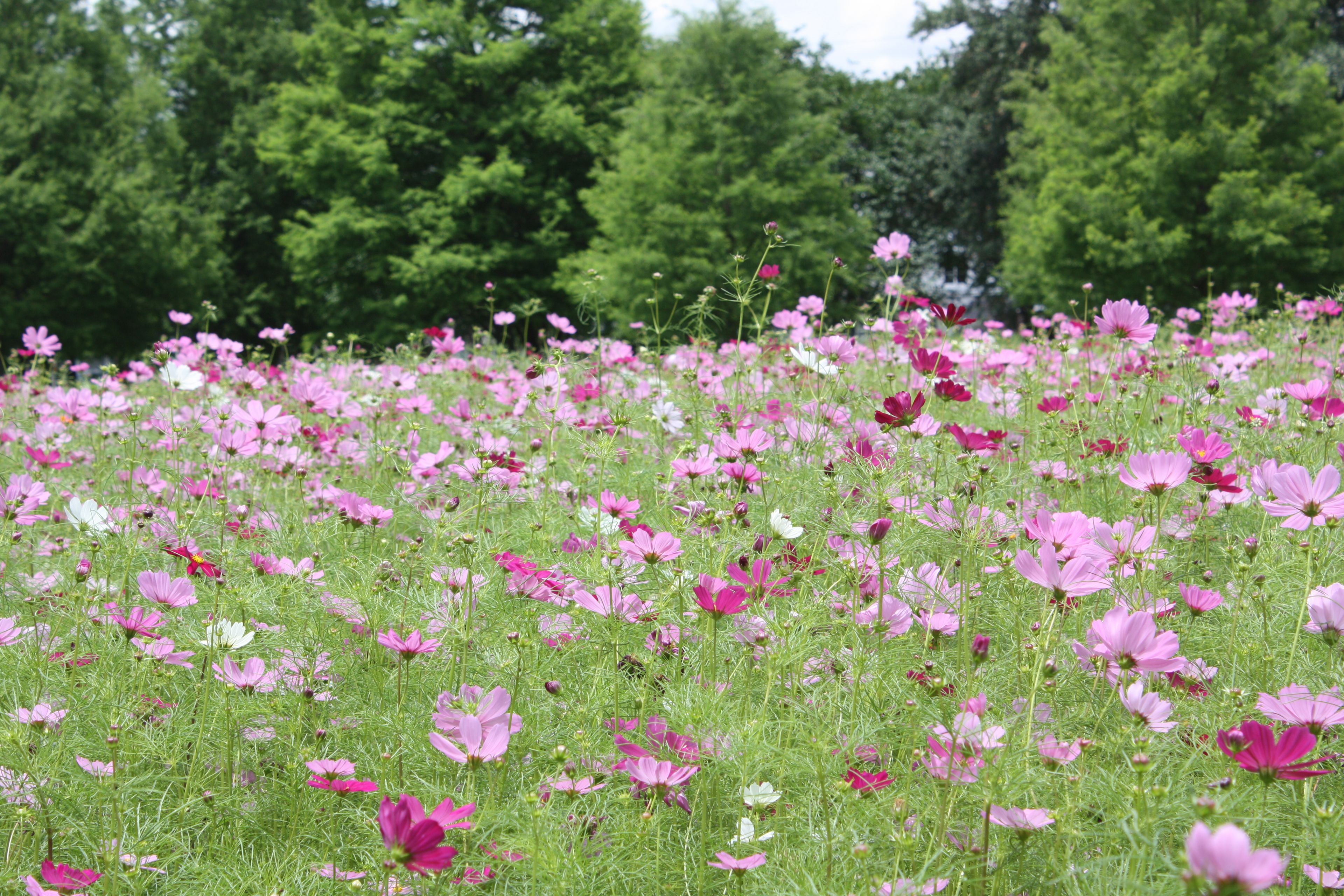 Cosmos in the wildflower field