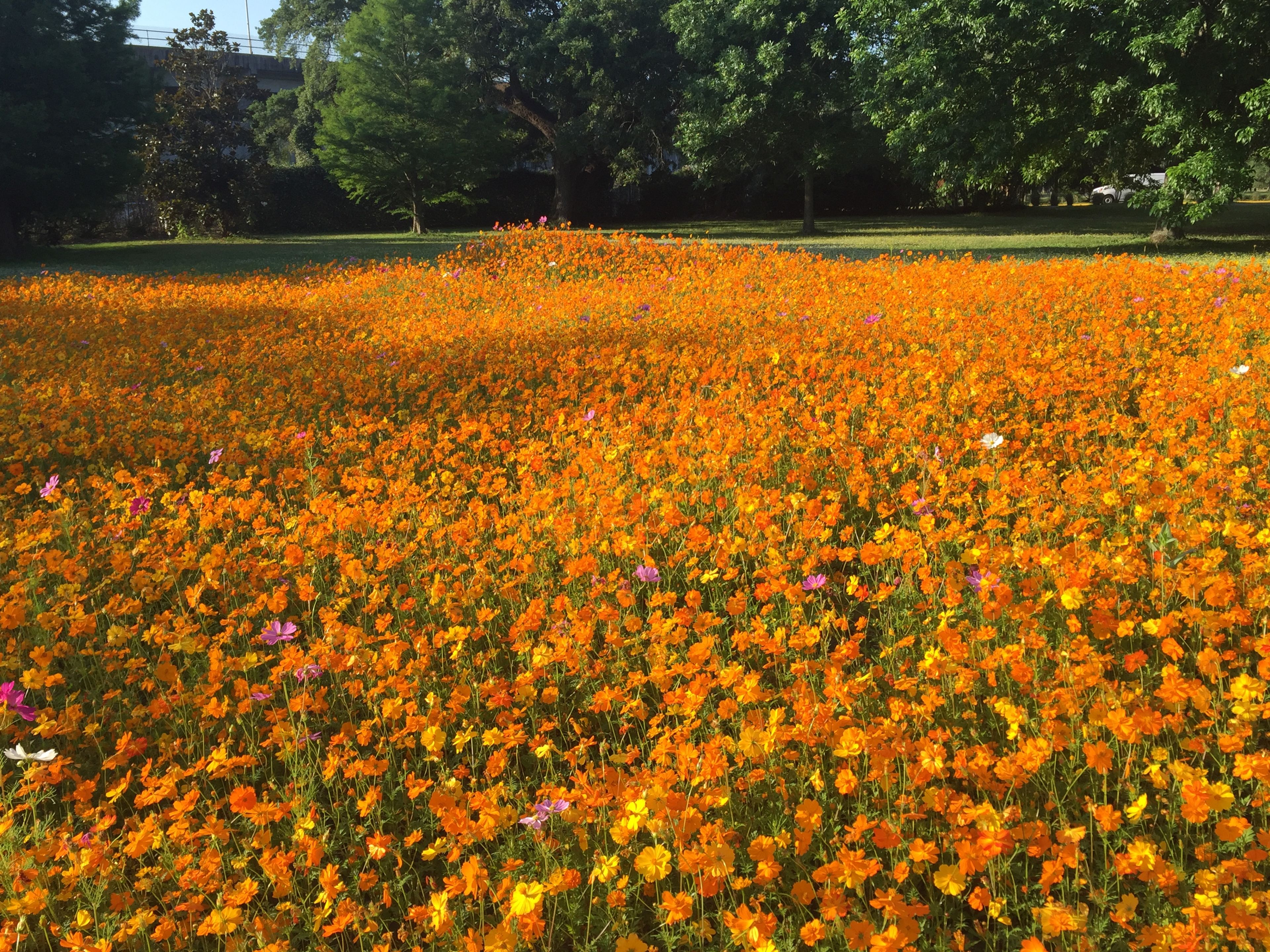 Orange Cosmos in the wildflower field