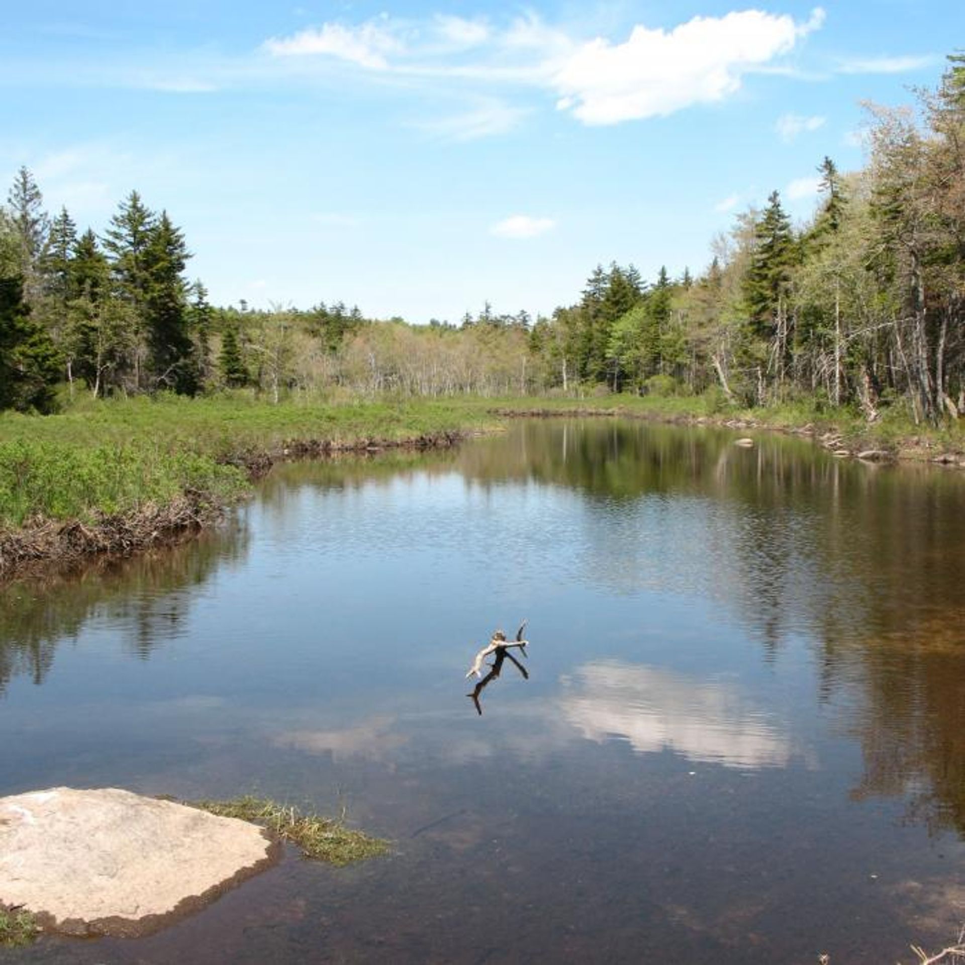 Green forest surrounds the water.