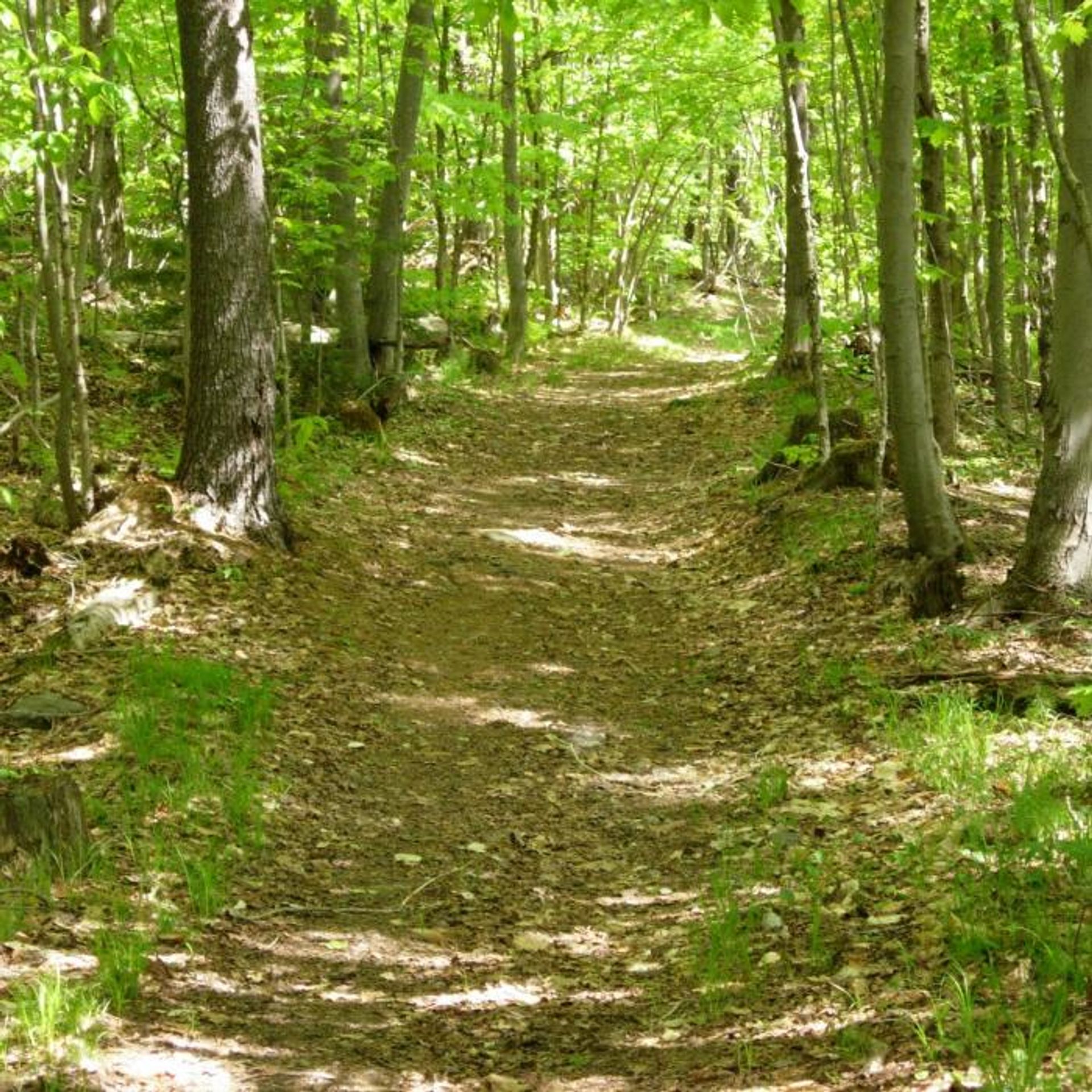 The trail winds through the forest.