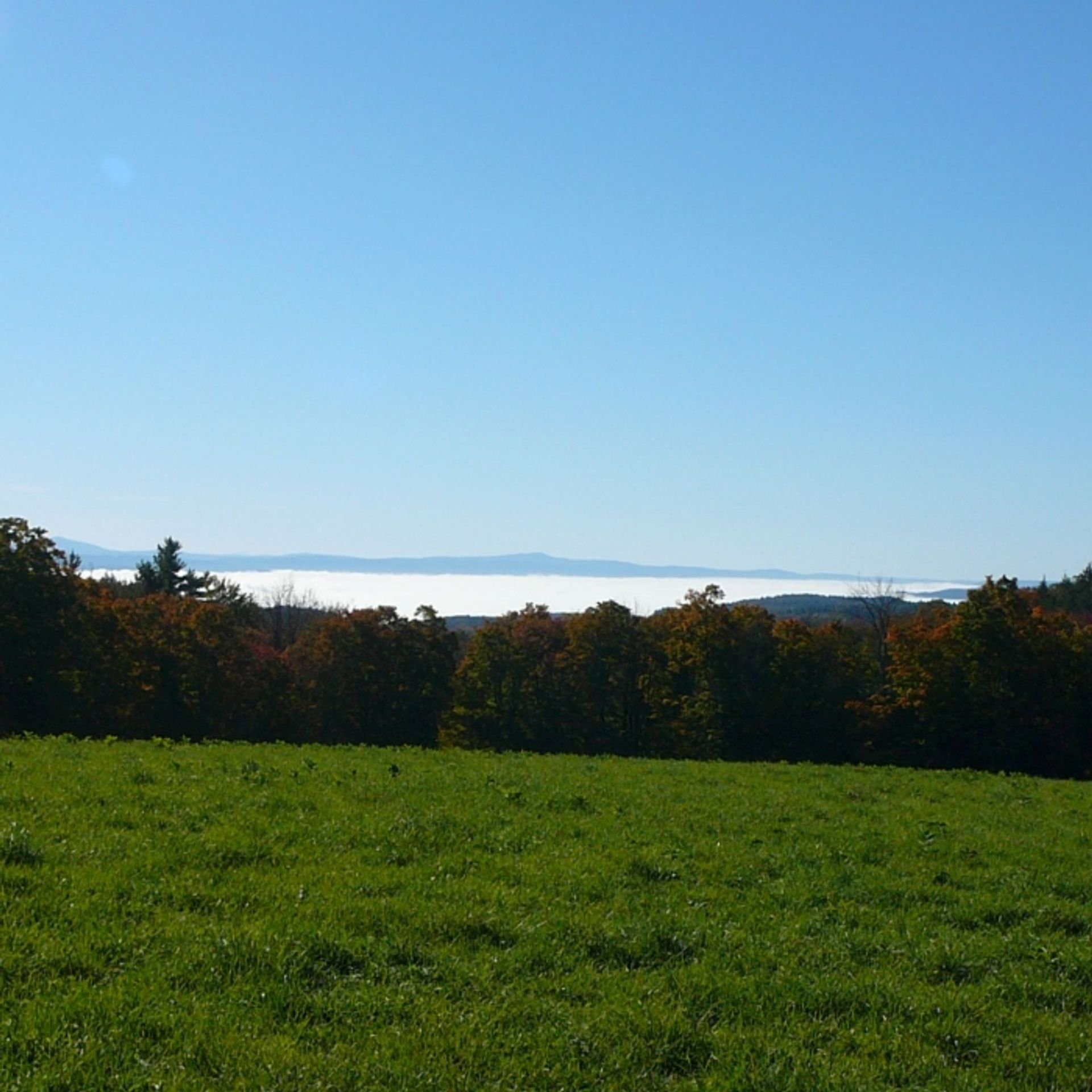 A green meadow with forest beyond.