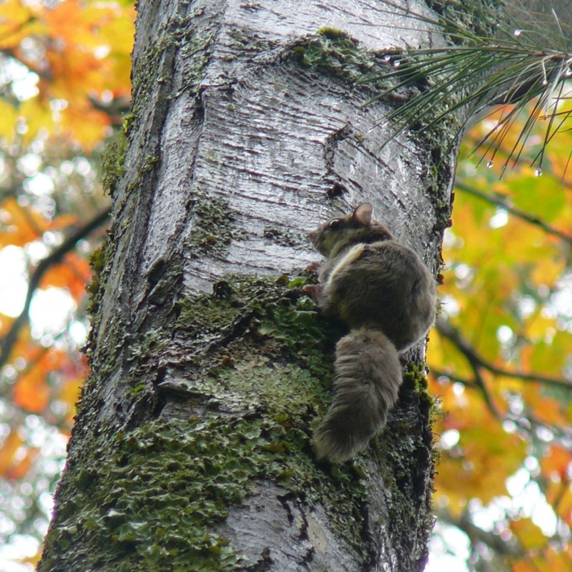 A squirrel climbs a tree.