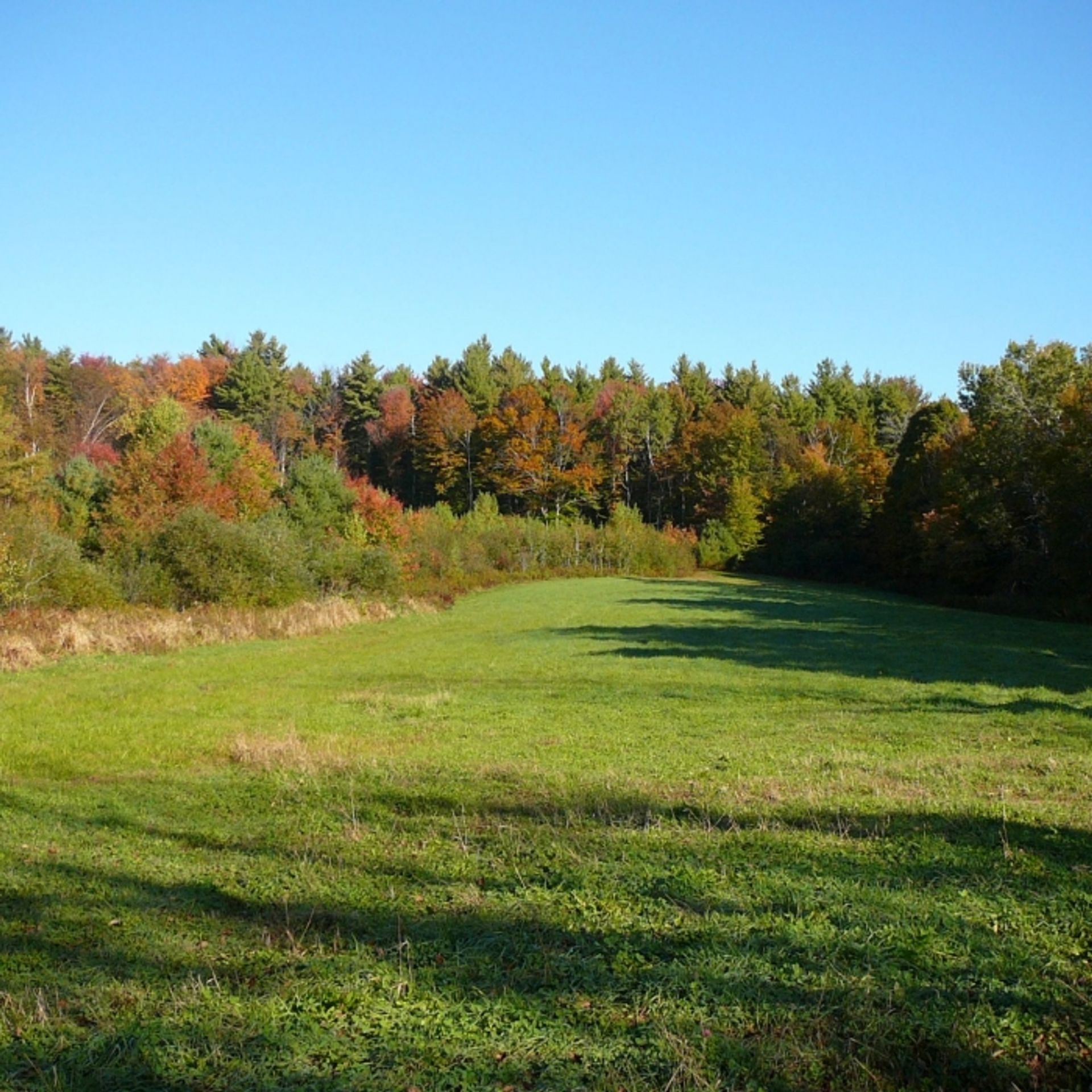 A green field with forest beyond.