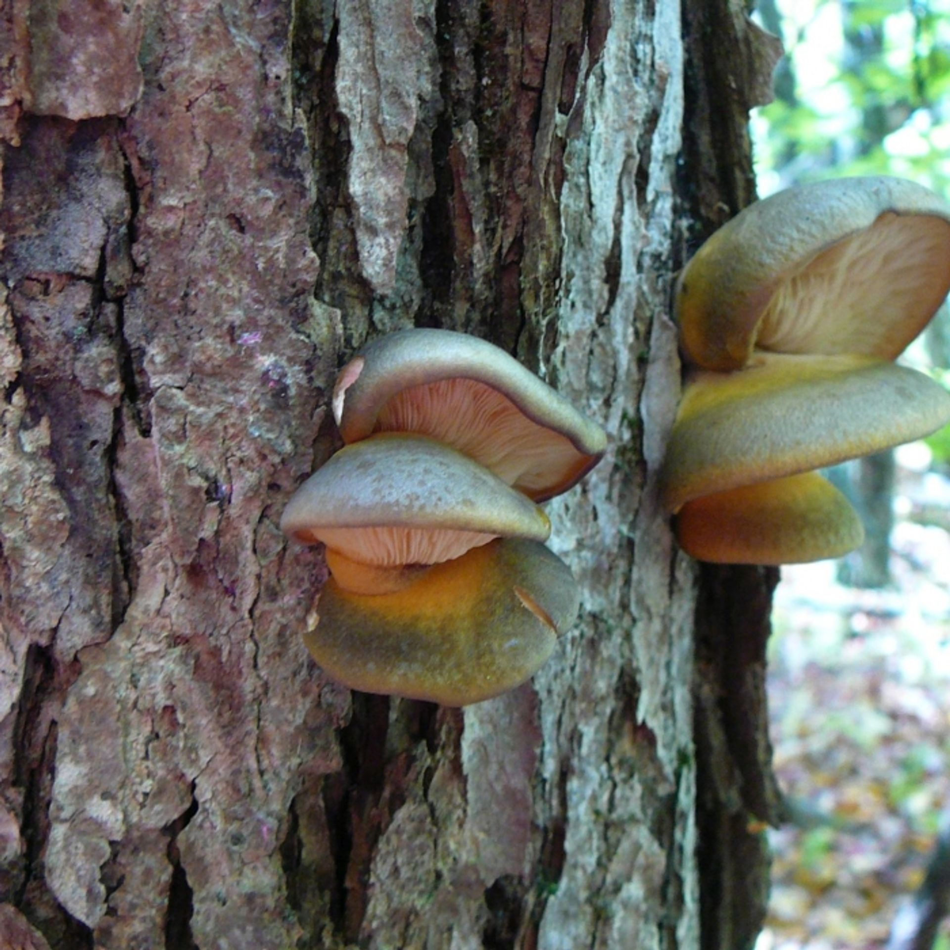 Fungus grows on tree bark.