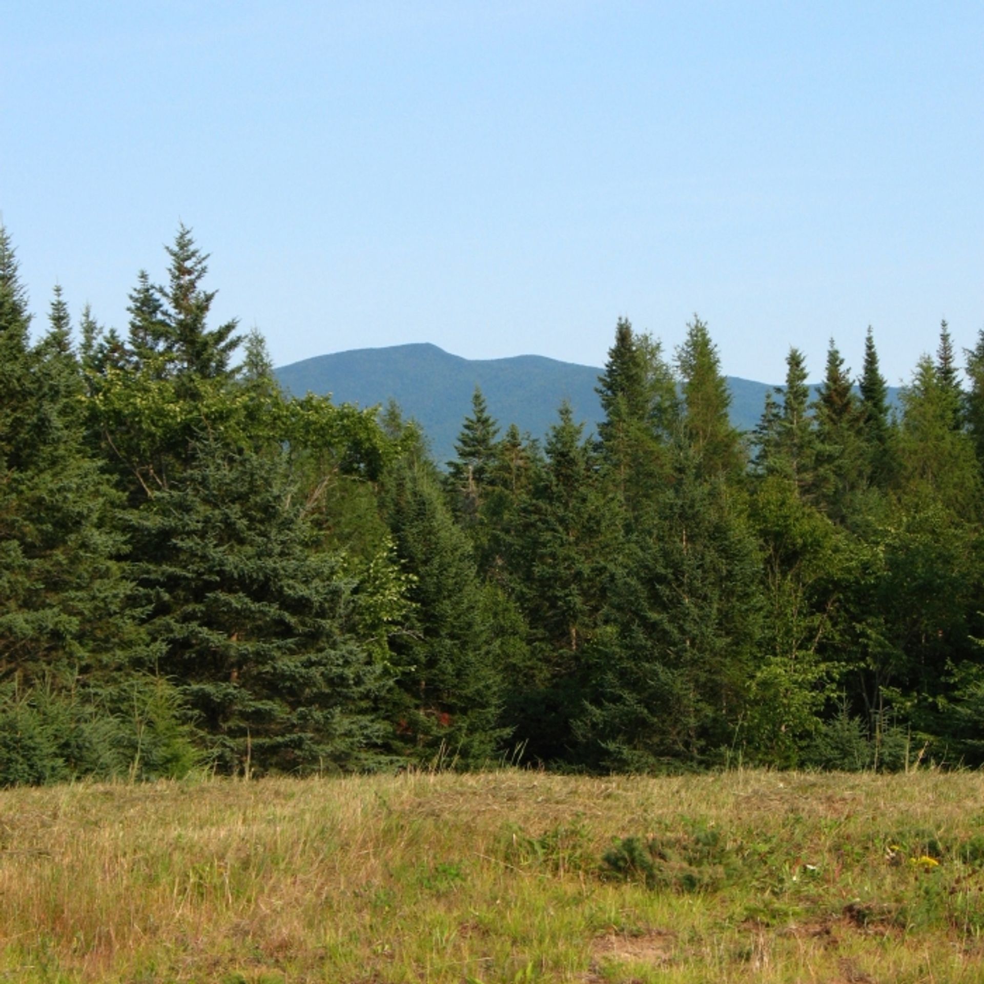 A view of mountains beyond green forest.