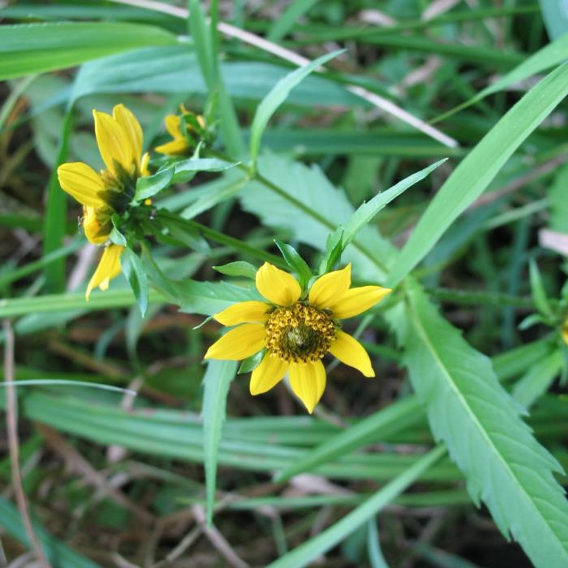 Yellow wildflowers among green leaves.