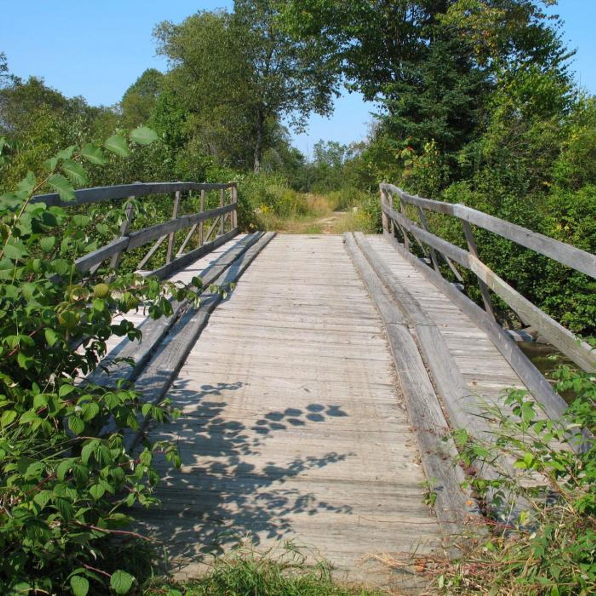 A wooden bridge on the trail.