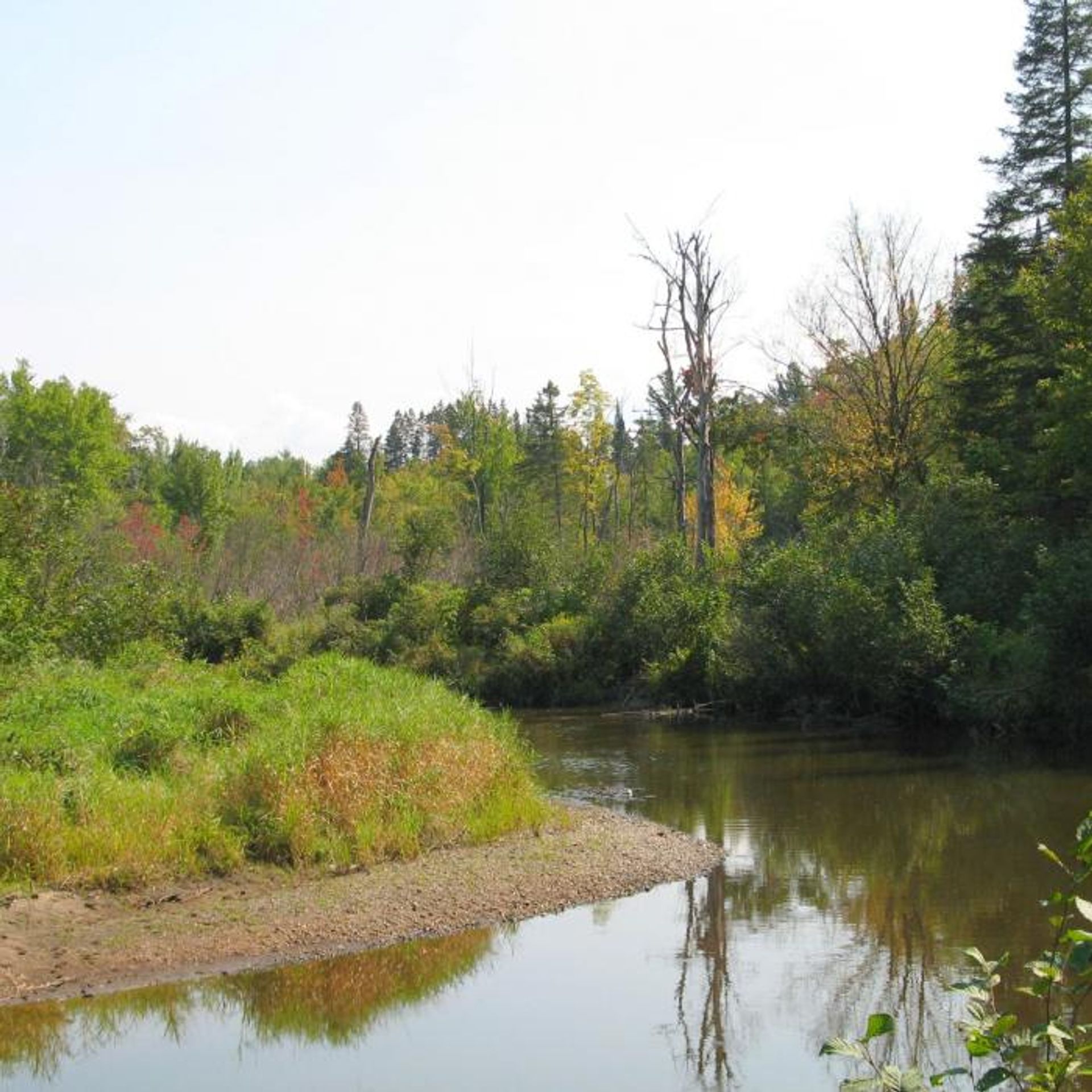 The waterway winds through the forest.